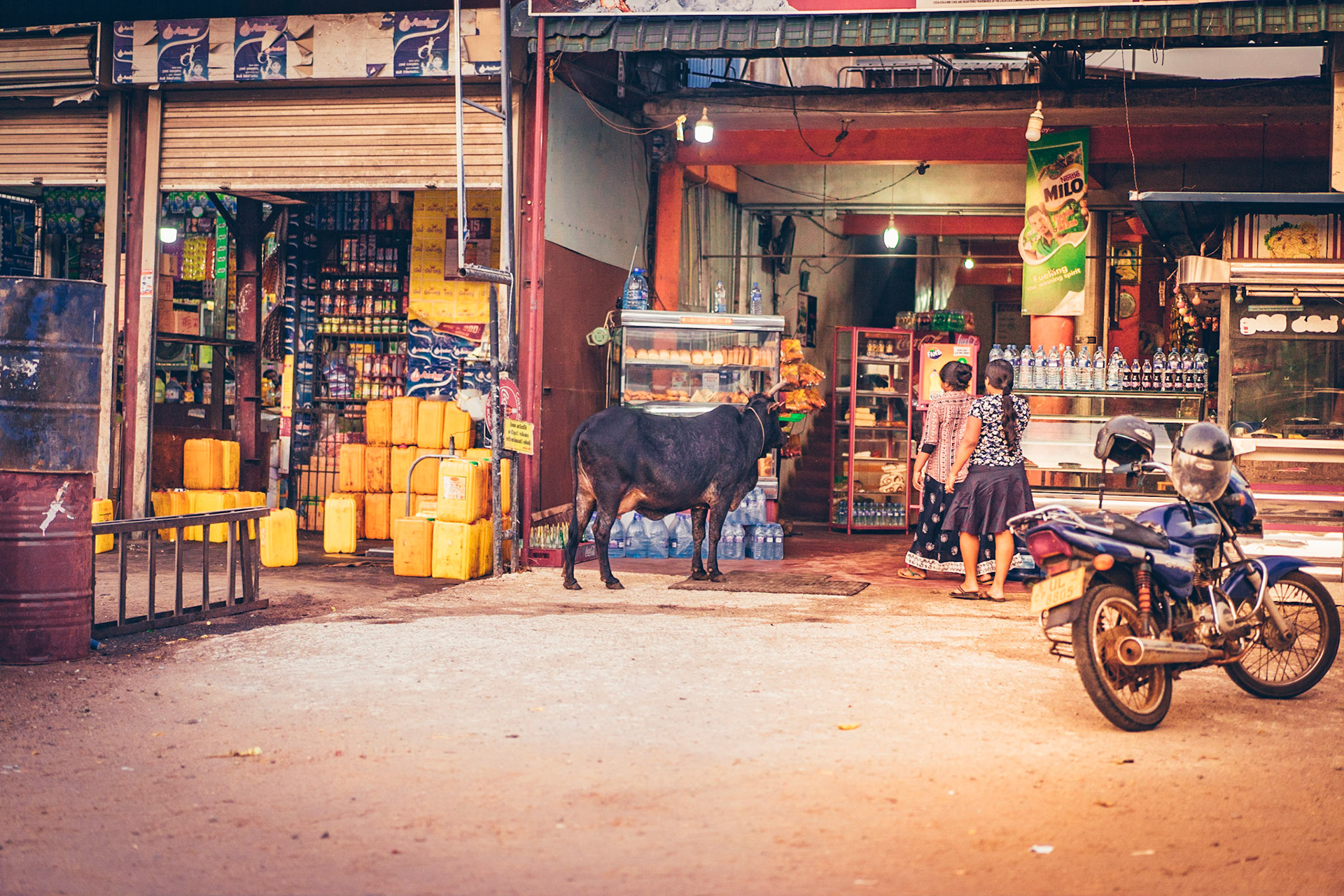 The cow comes shopping