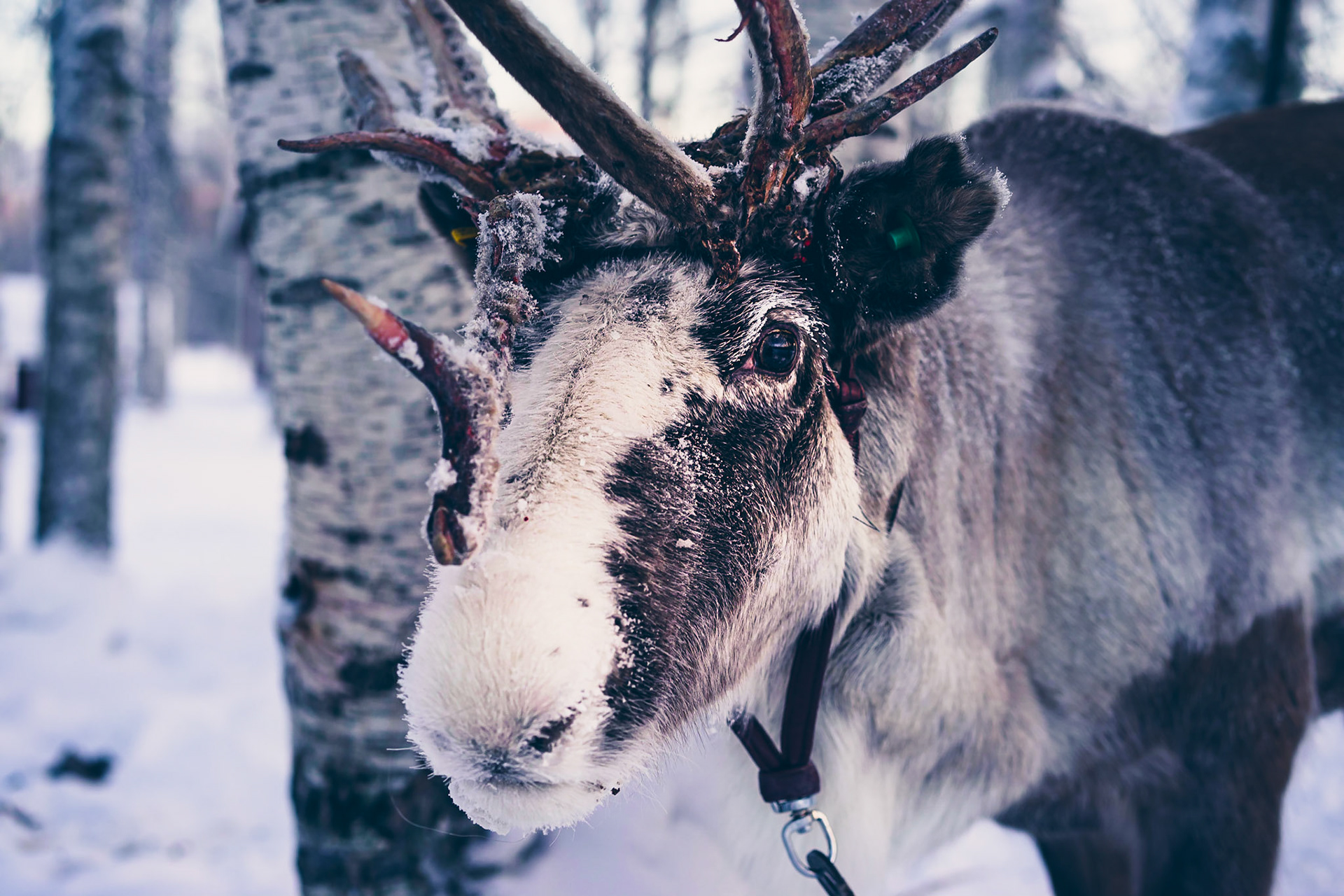 The Elk in action ;-)