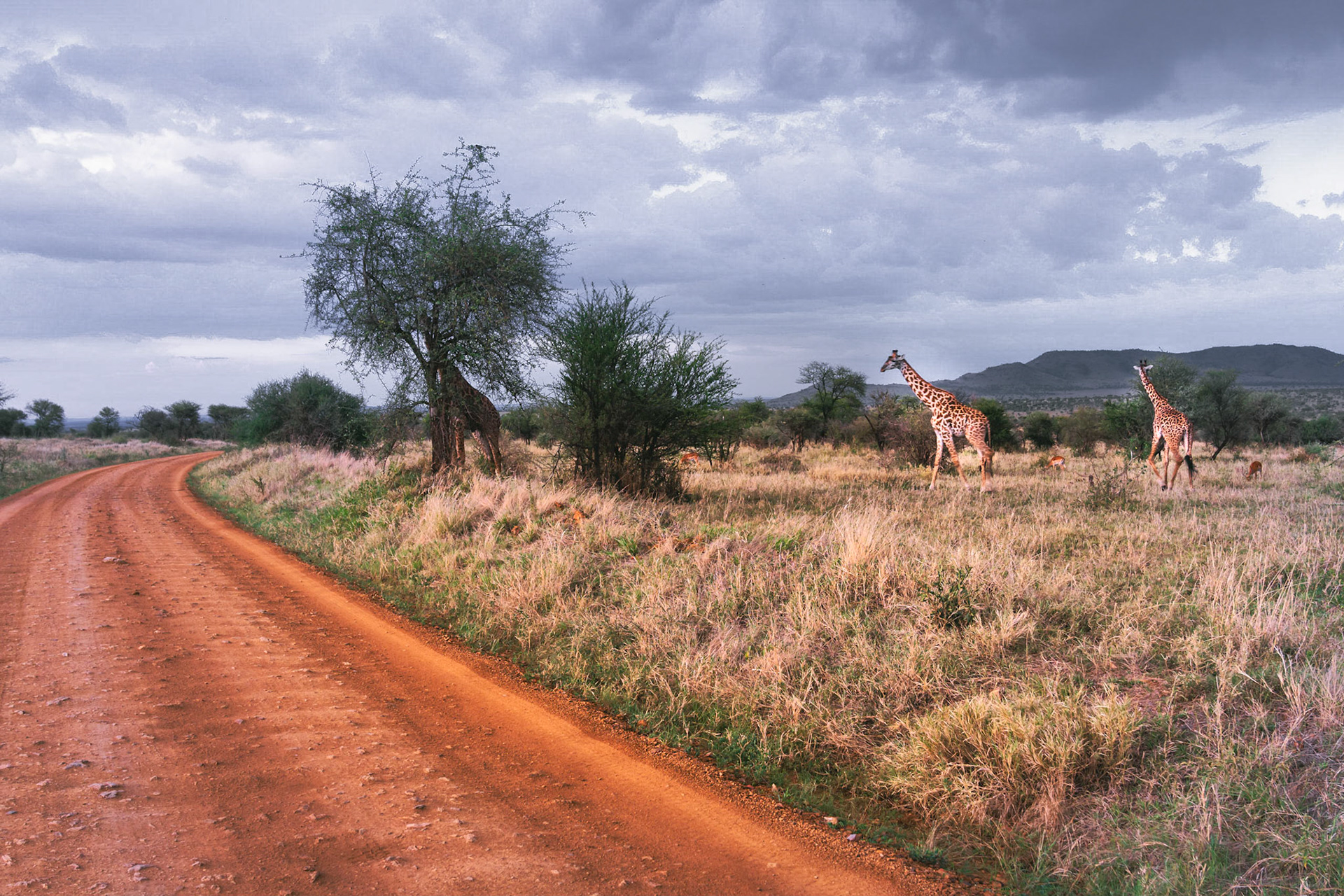 Giraffes dans la plaine