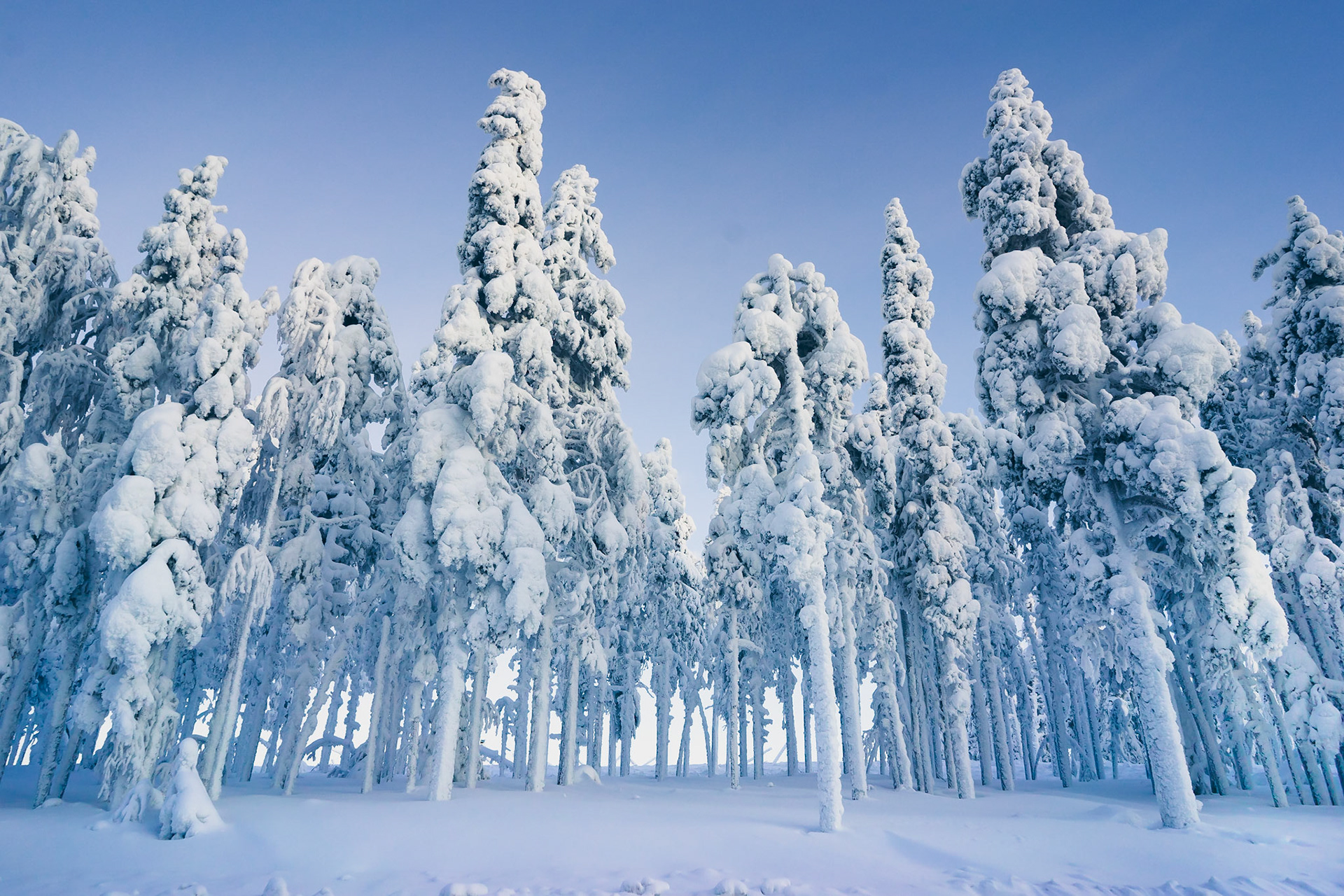 snowshoe ride in Lapland
