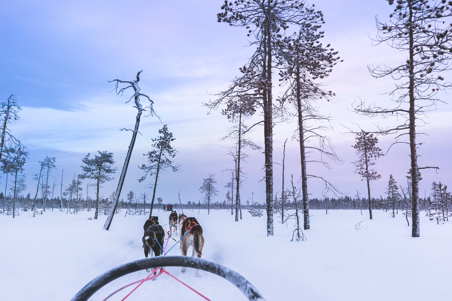 Dogsleigh ride in Lapland