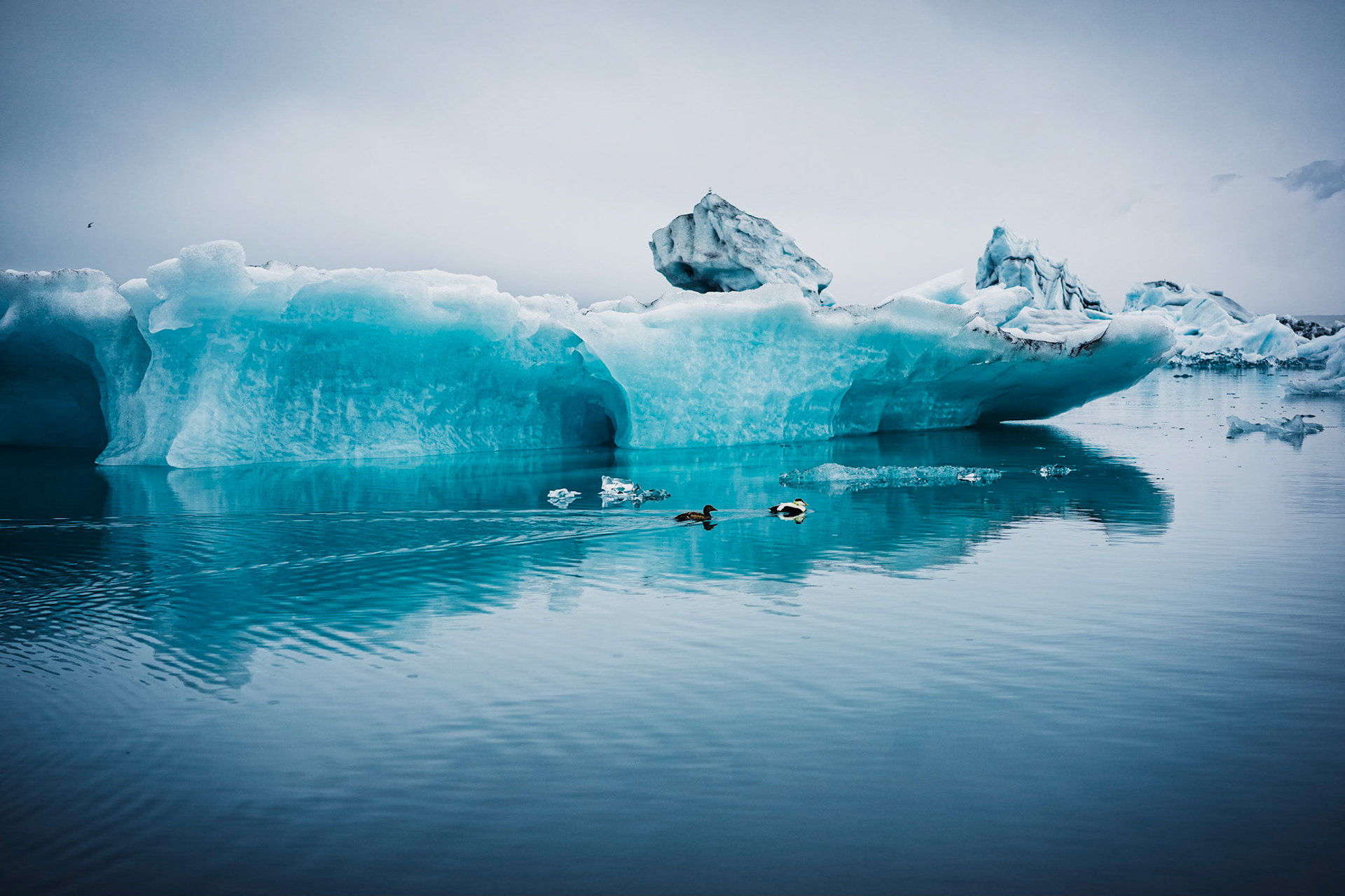 Ducks in Jökullsarlon Lagoon