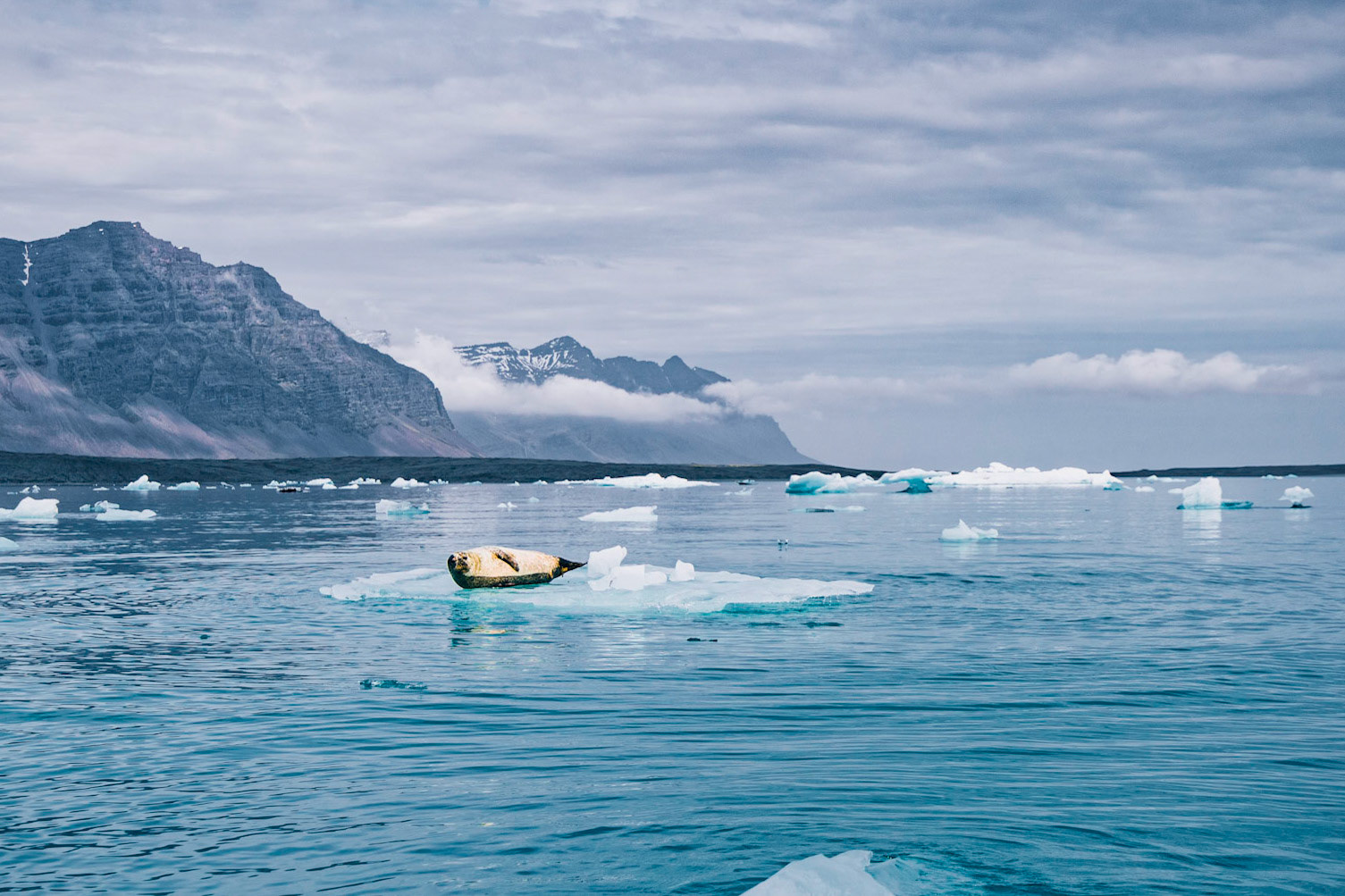 A seal in Jökullsarlon Lagoon