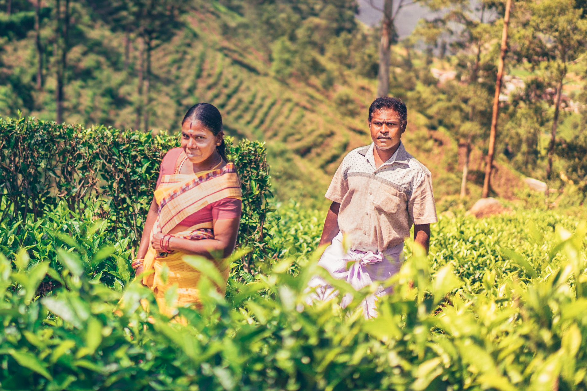 A couple captioned in a tea plantation in Ella