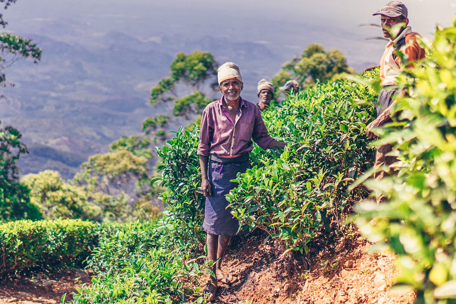 Tea plantation workers