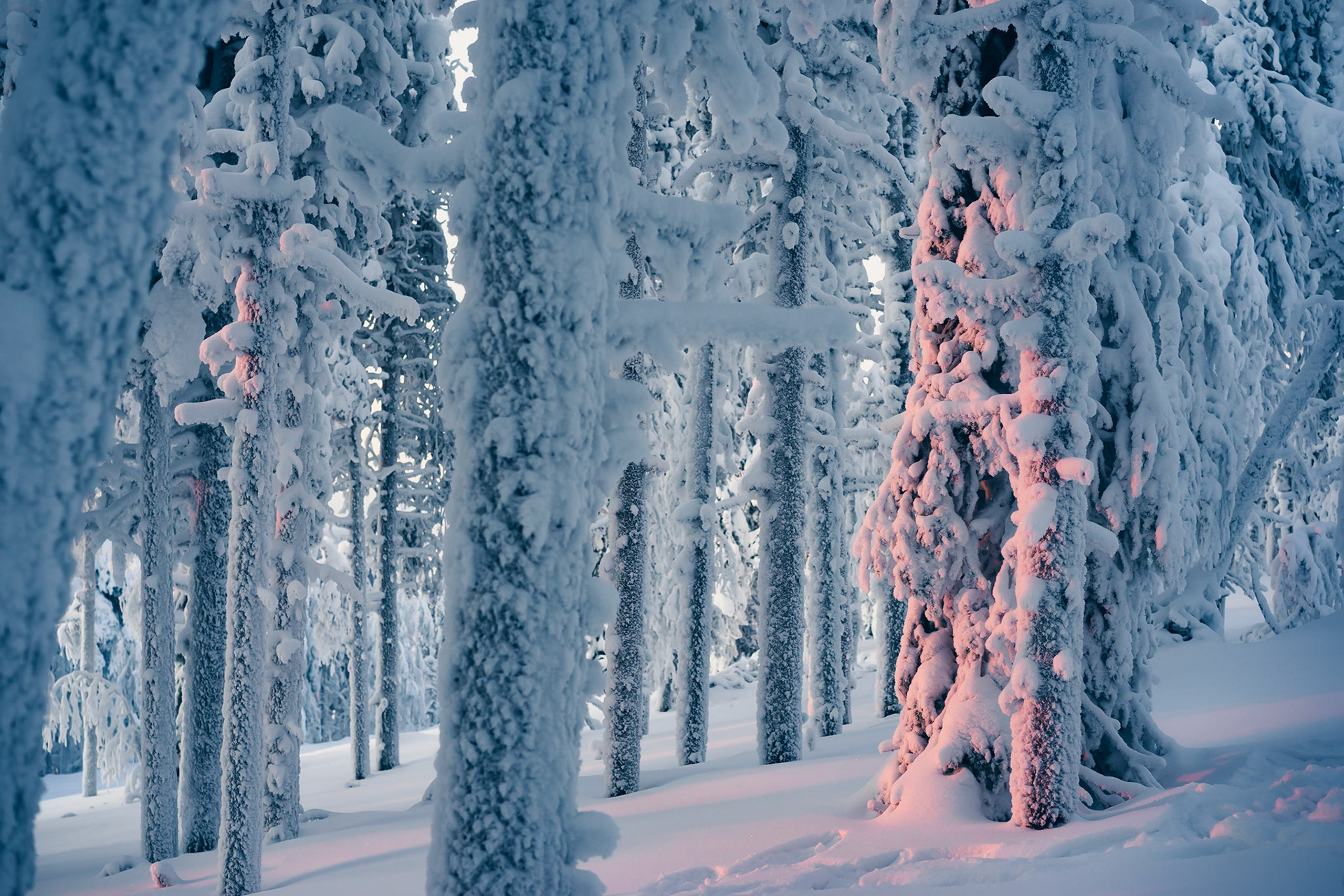 Soft light amongs the heavy trees