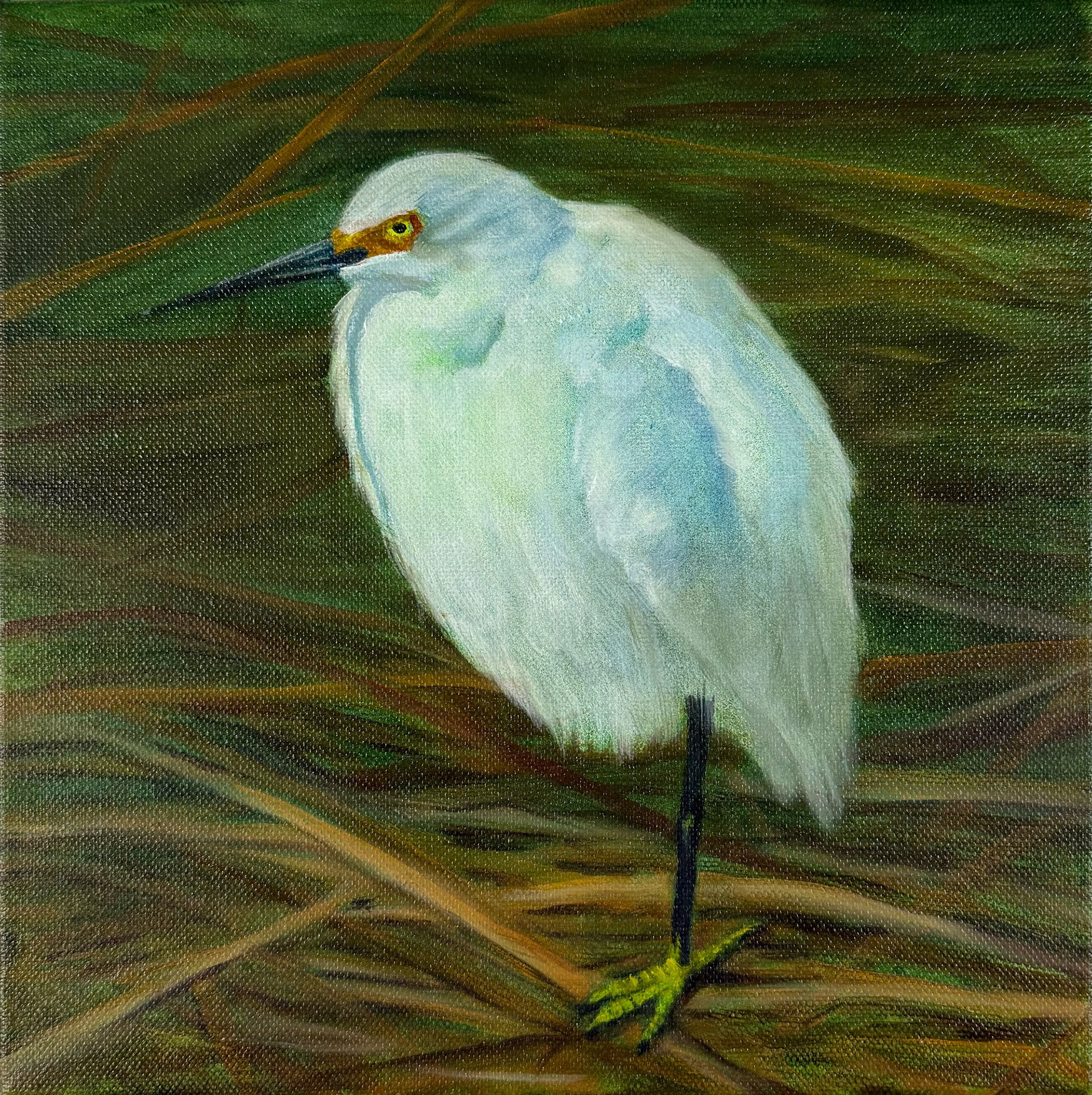 Snowy Egret Weeds 10x10 $100