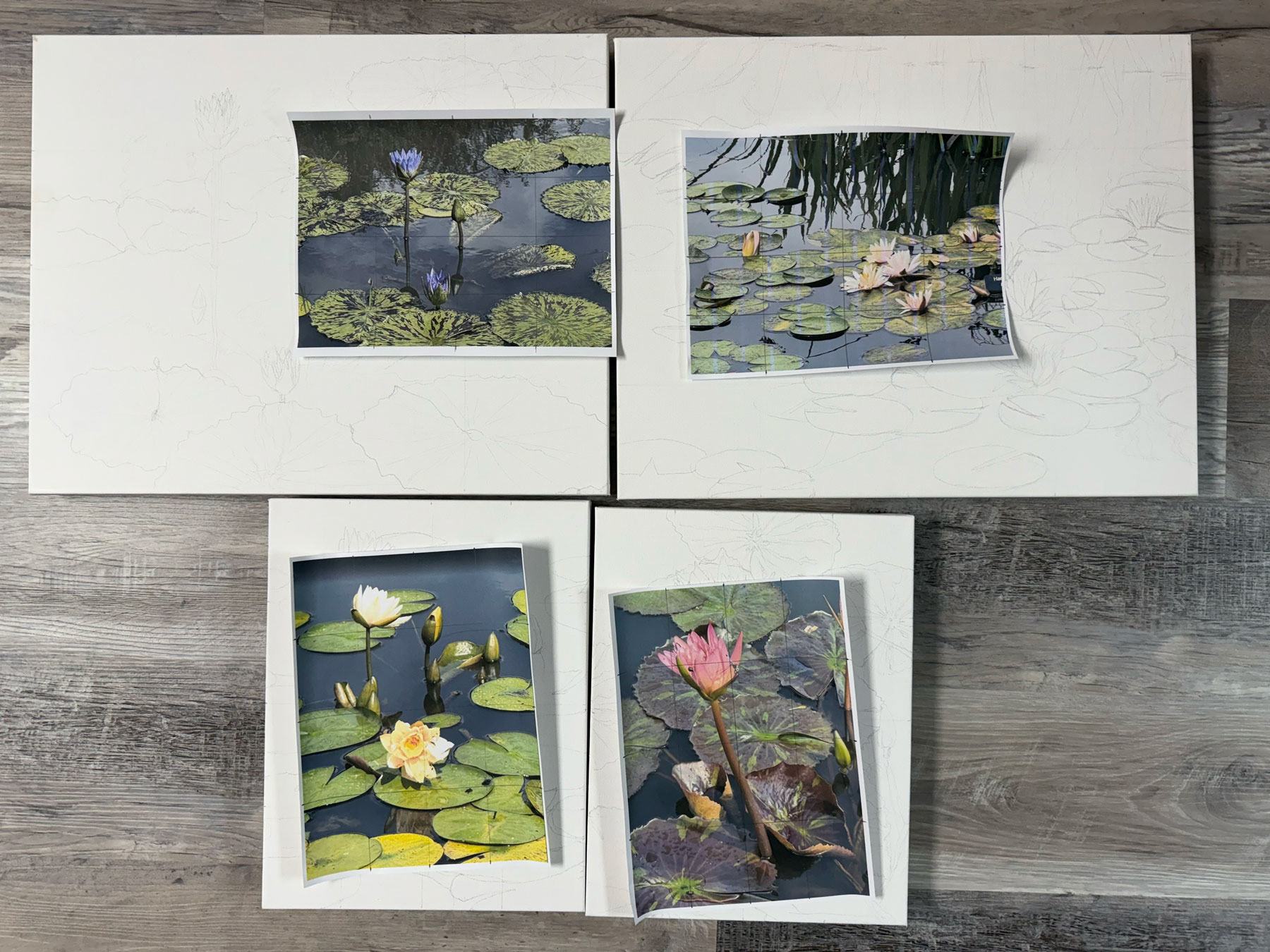 Powell Gardens -  series of water lilies