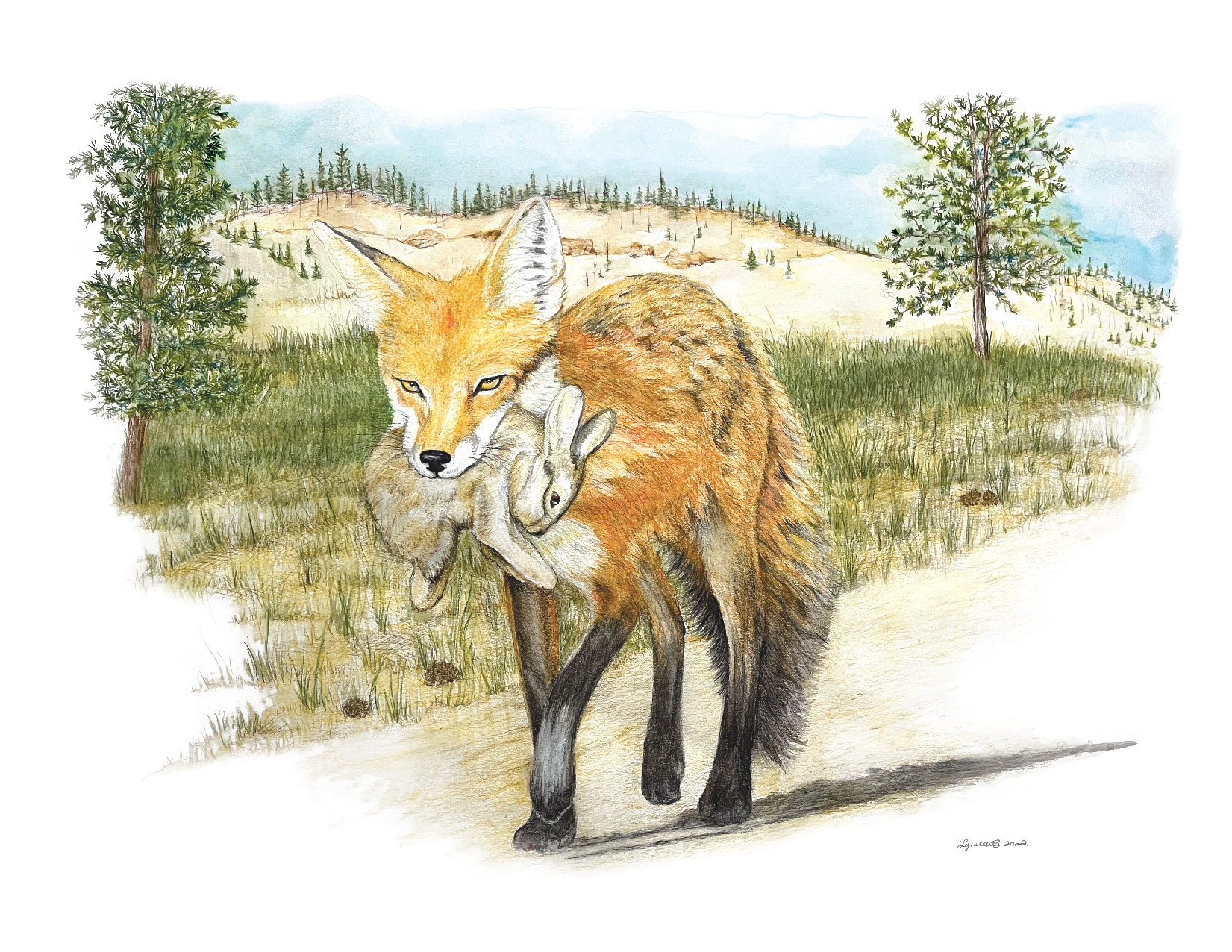 Fox Lunch. Different sizes framed and unframed. Water Color Pencil drawing on watercolor paper.