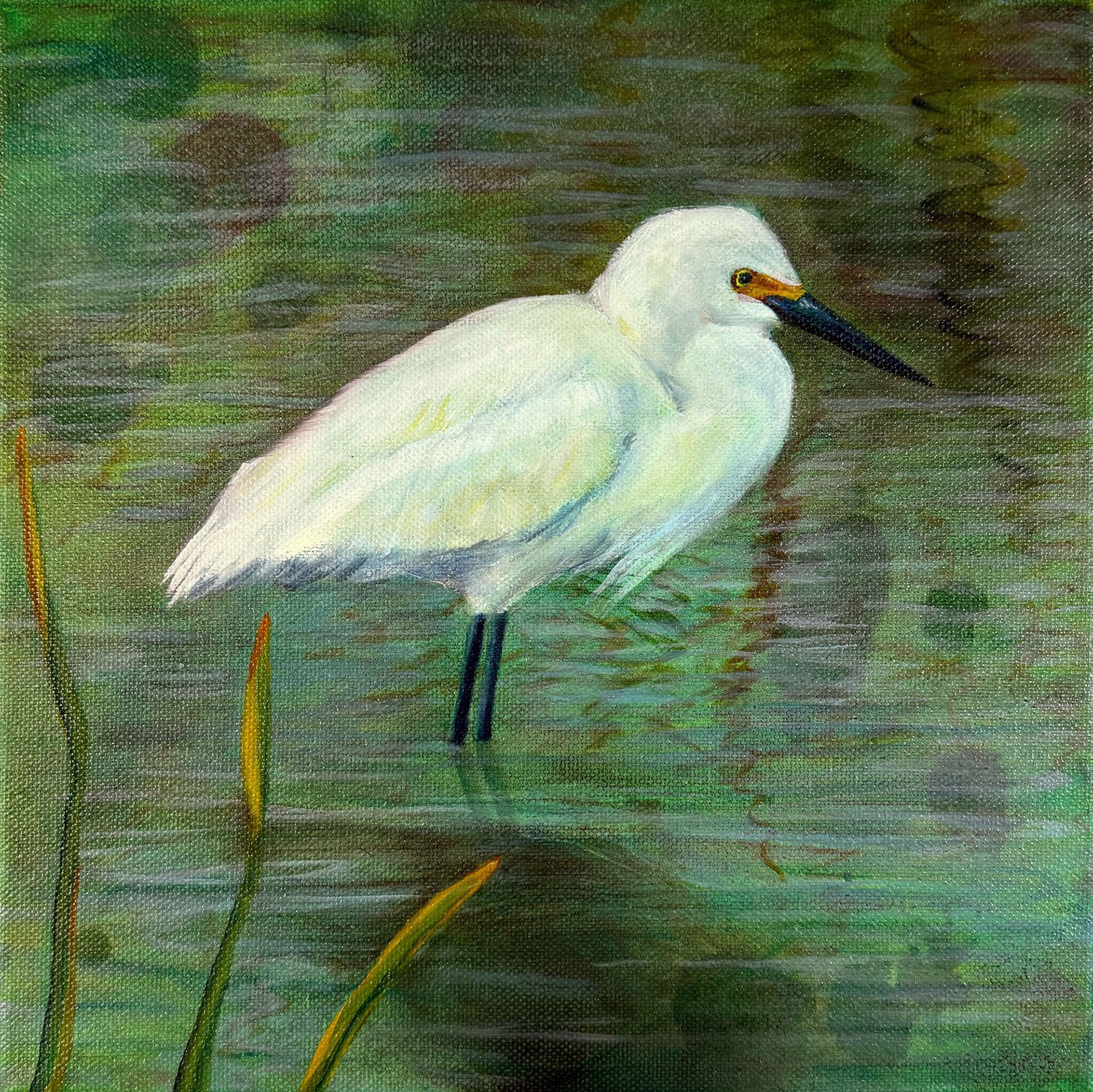 Snowy Egret Wader 10x10 $100