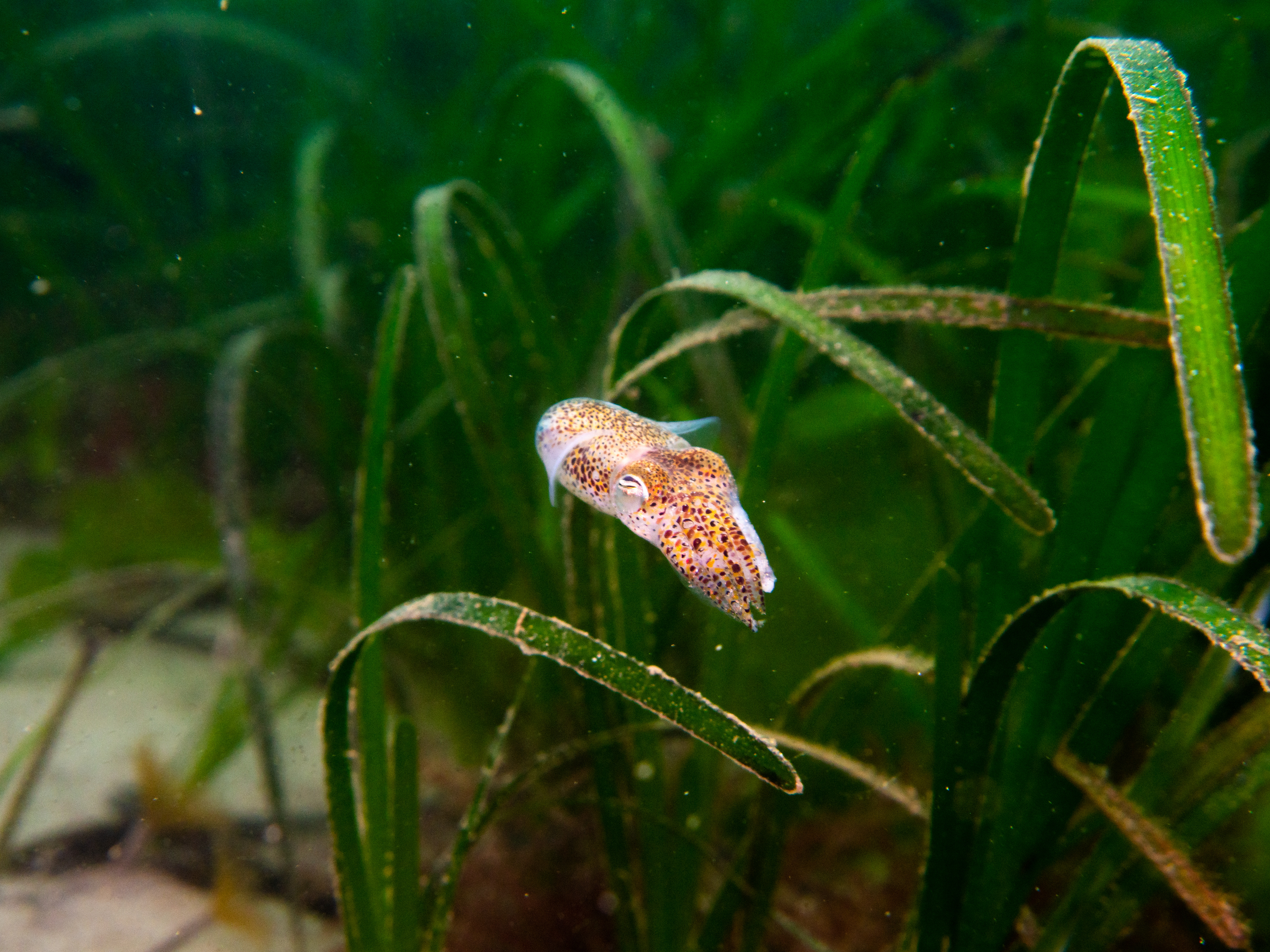 Planting hope - How seagrass can tackle climate change