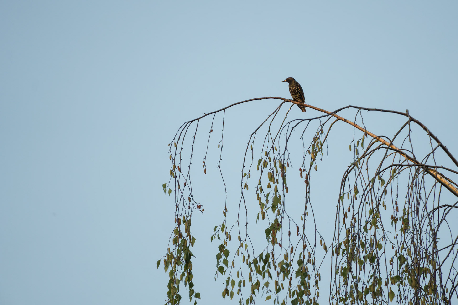 Starling