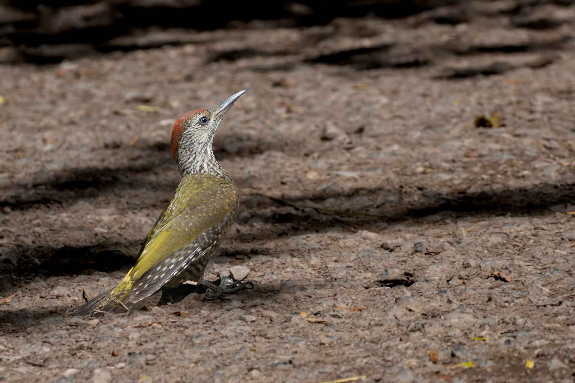Green Woodpecker