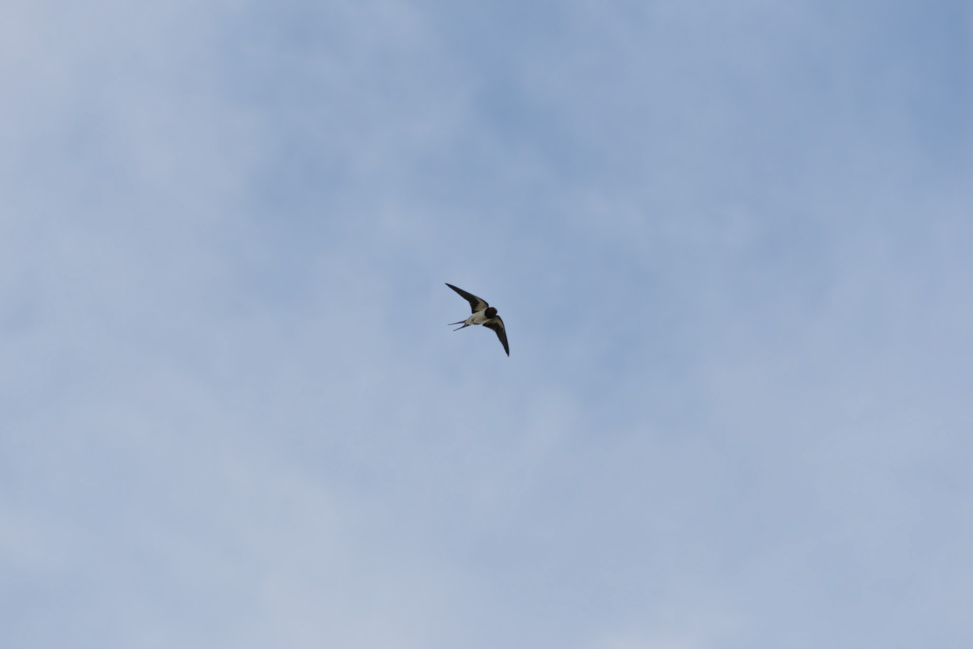 Swallow