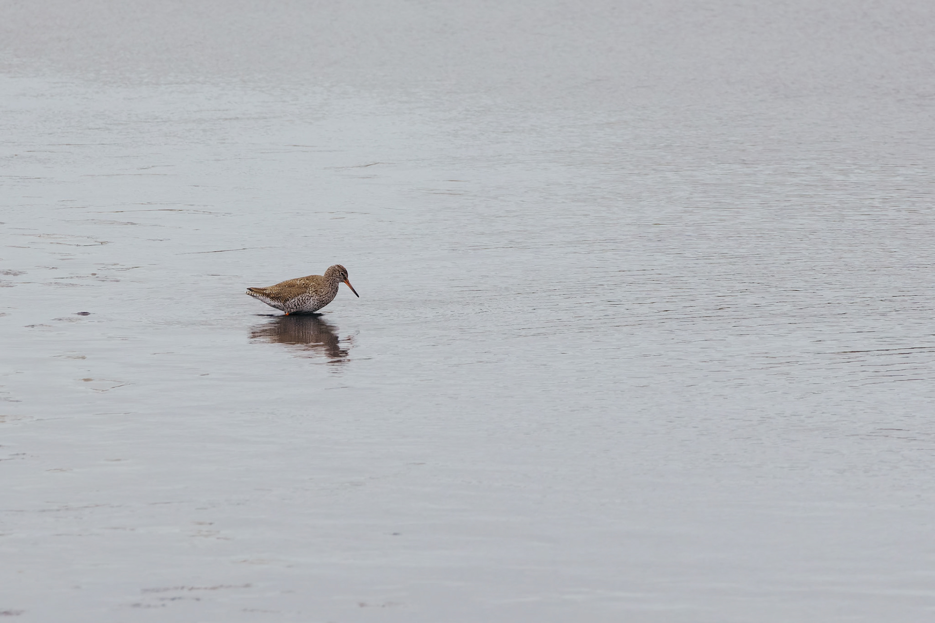 Redshank