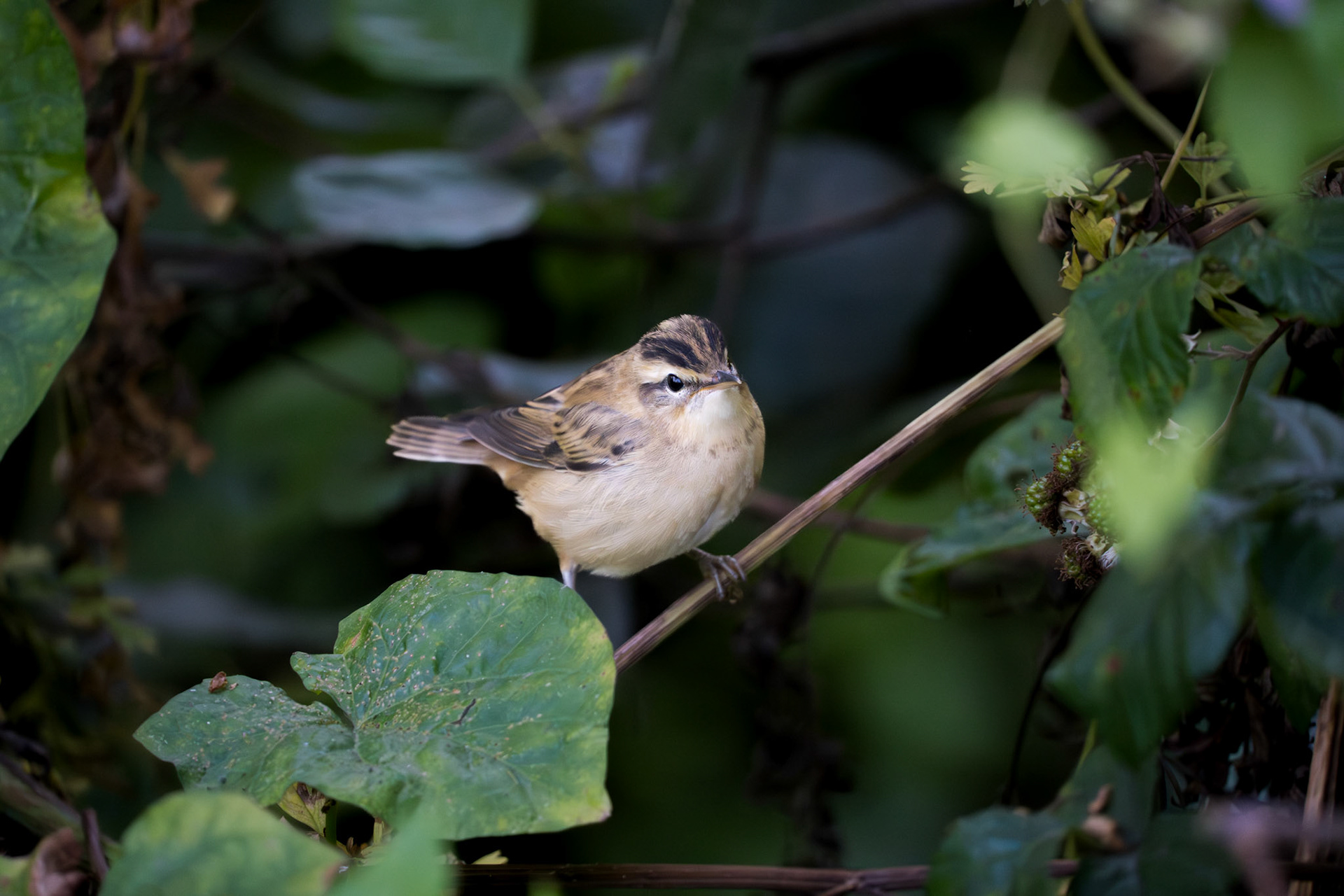 Sedge Warbler