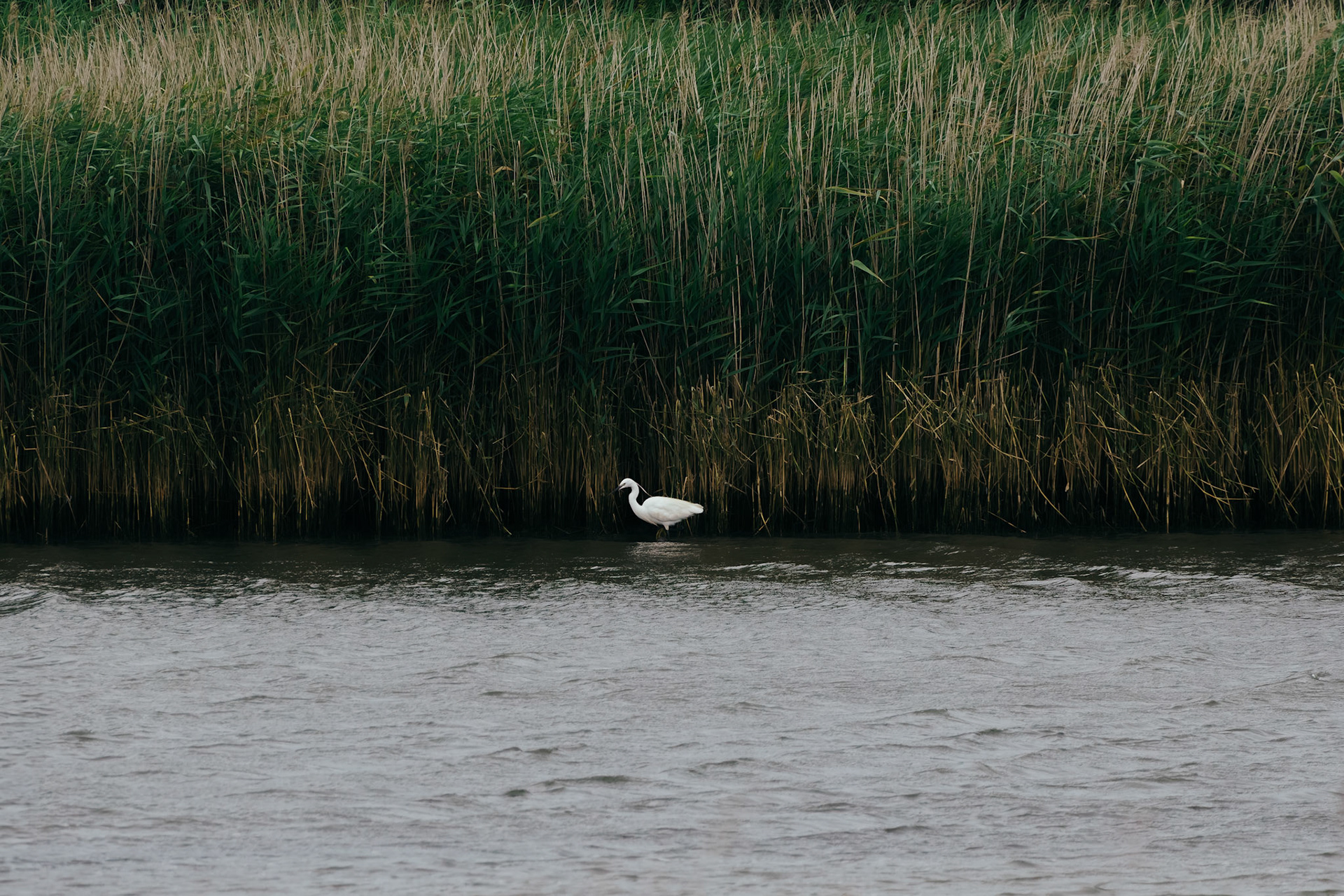 Little Egret