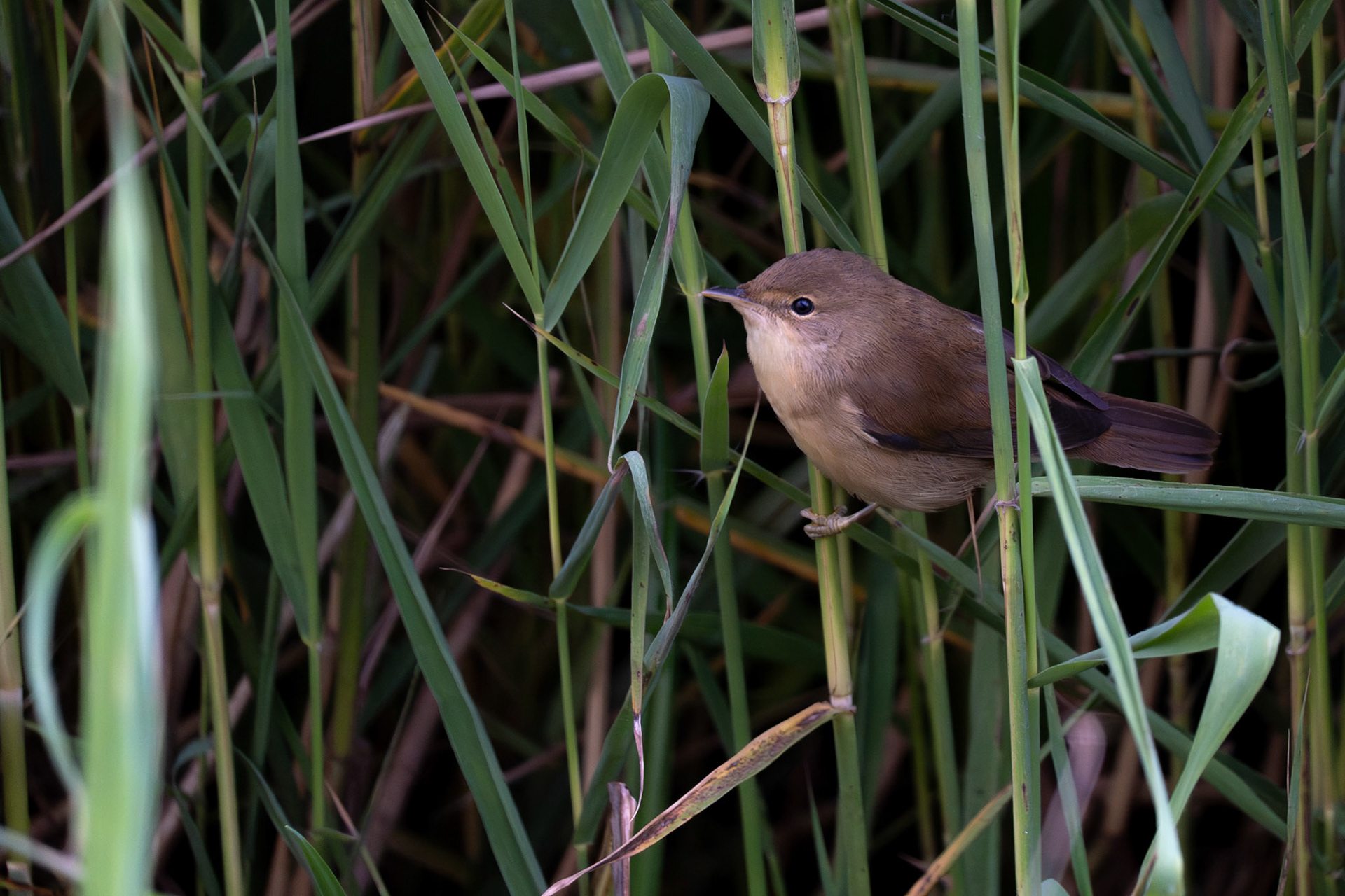 Reed Warbler
