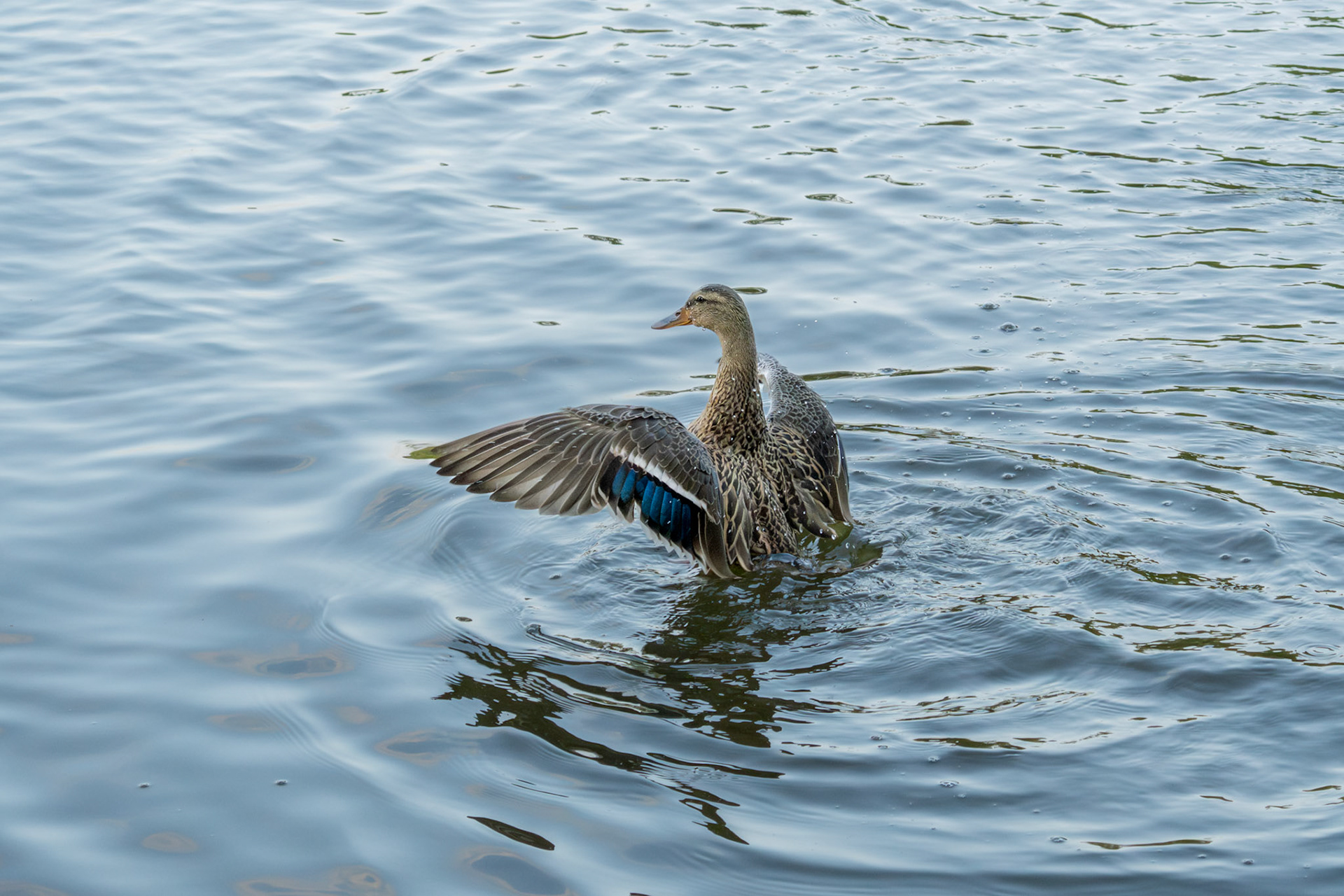 Mallard