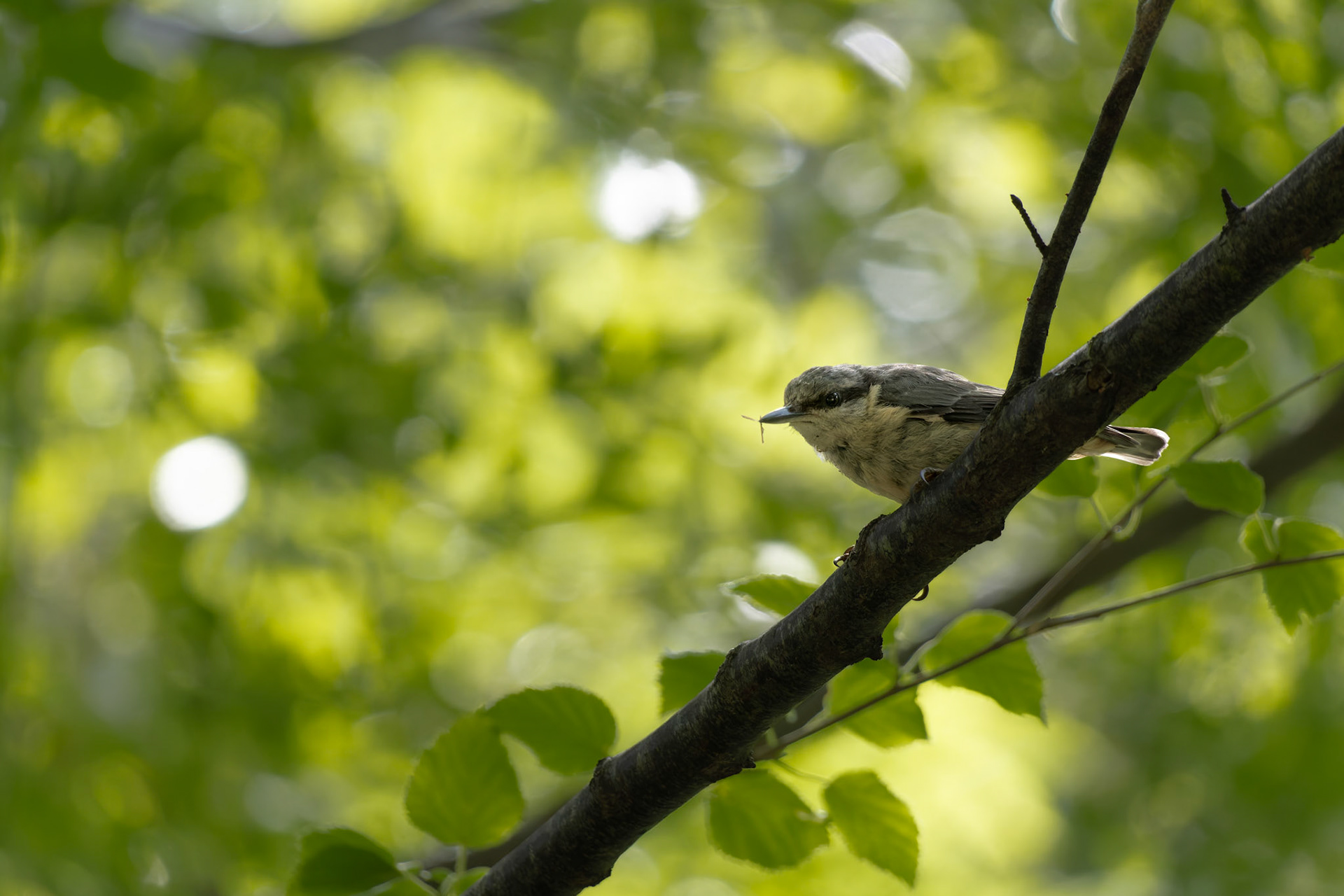Nuthatch