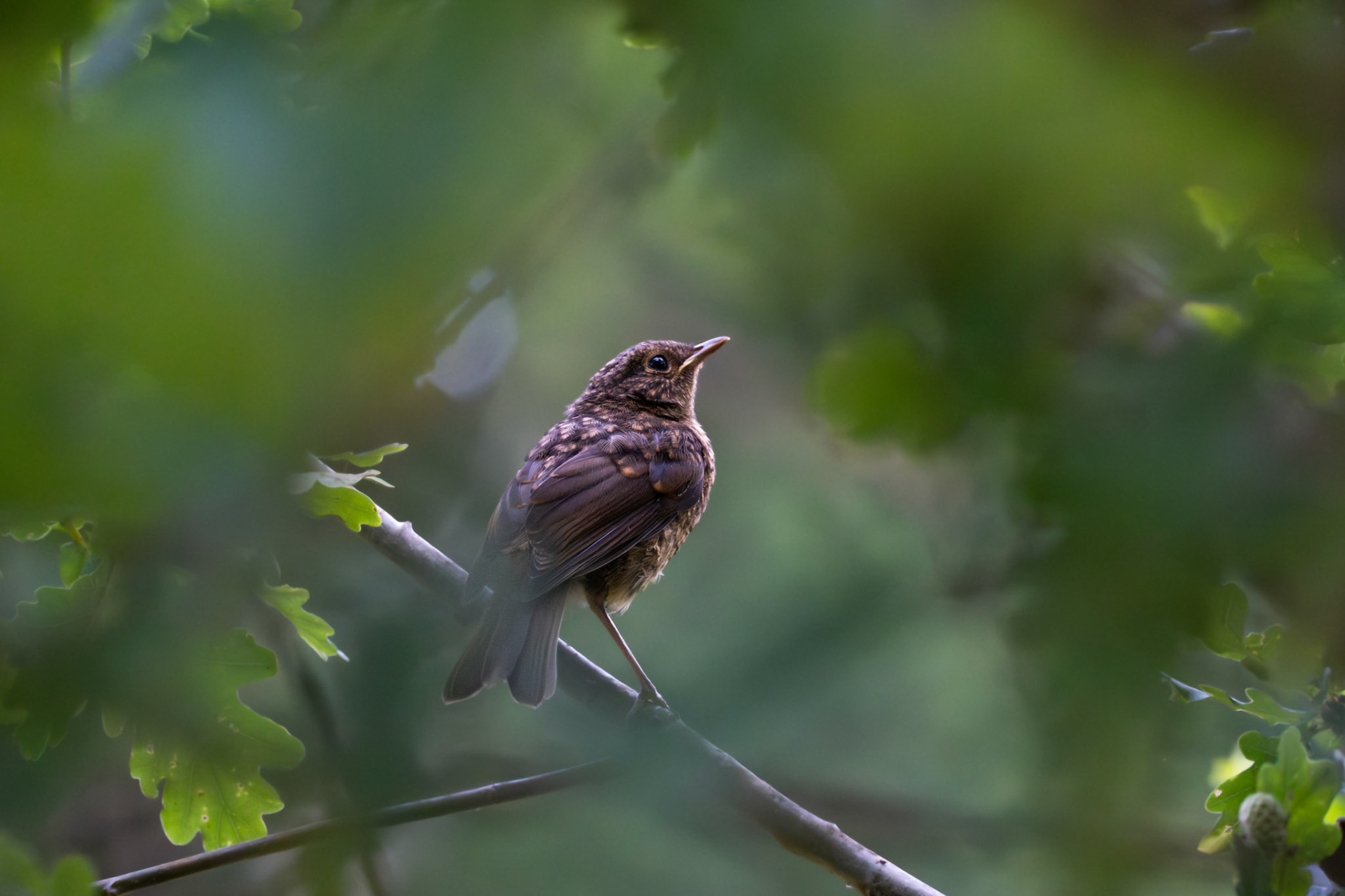 Juvenile Robin