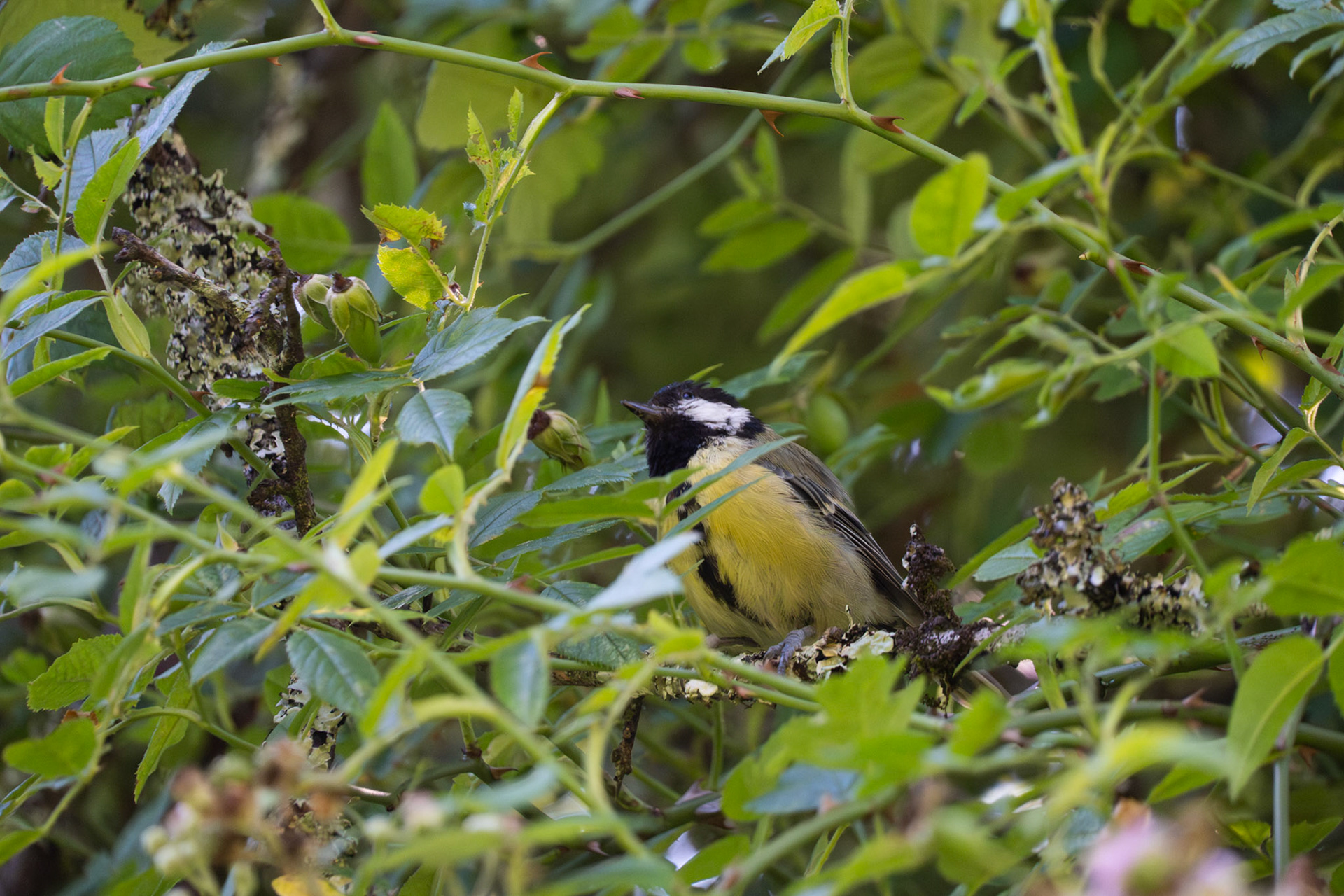 Great Tit