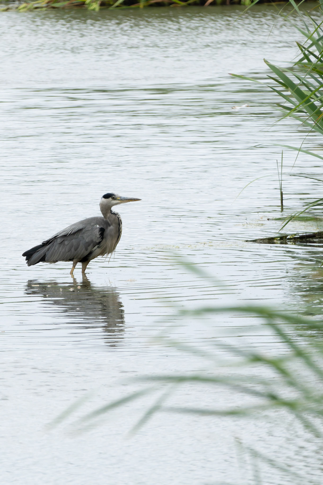 Grey Heron