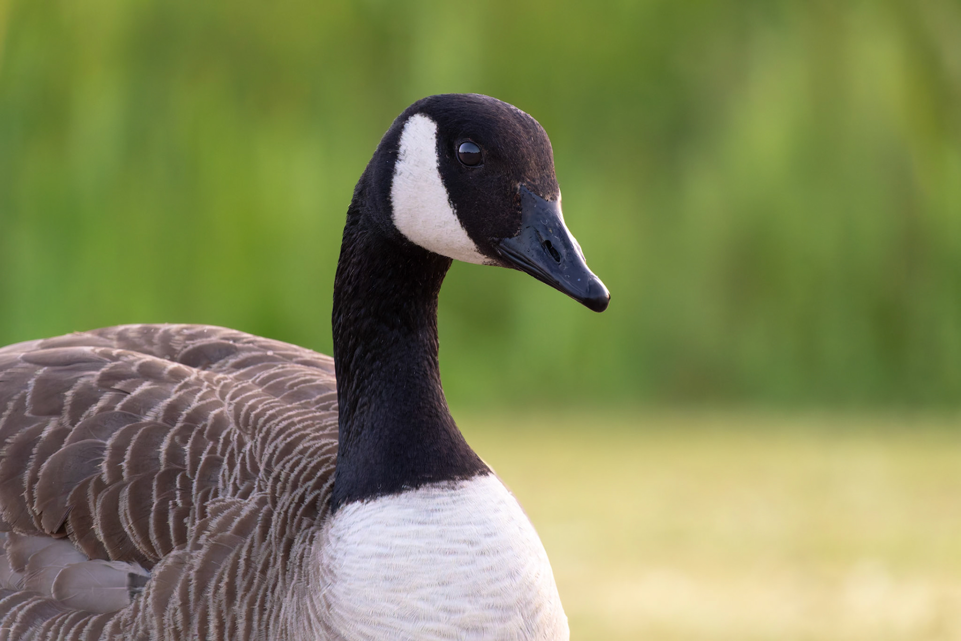 Canada Goose