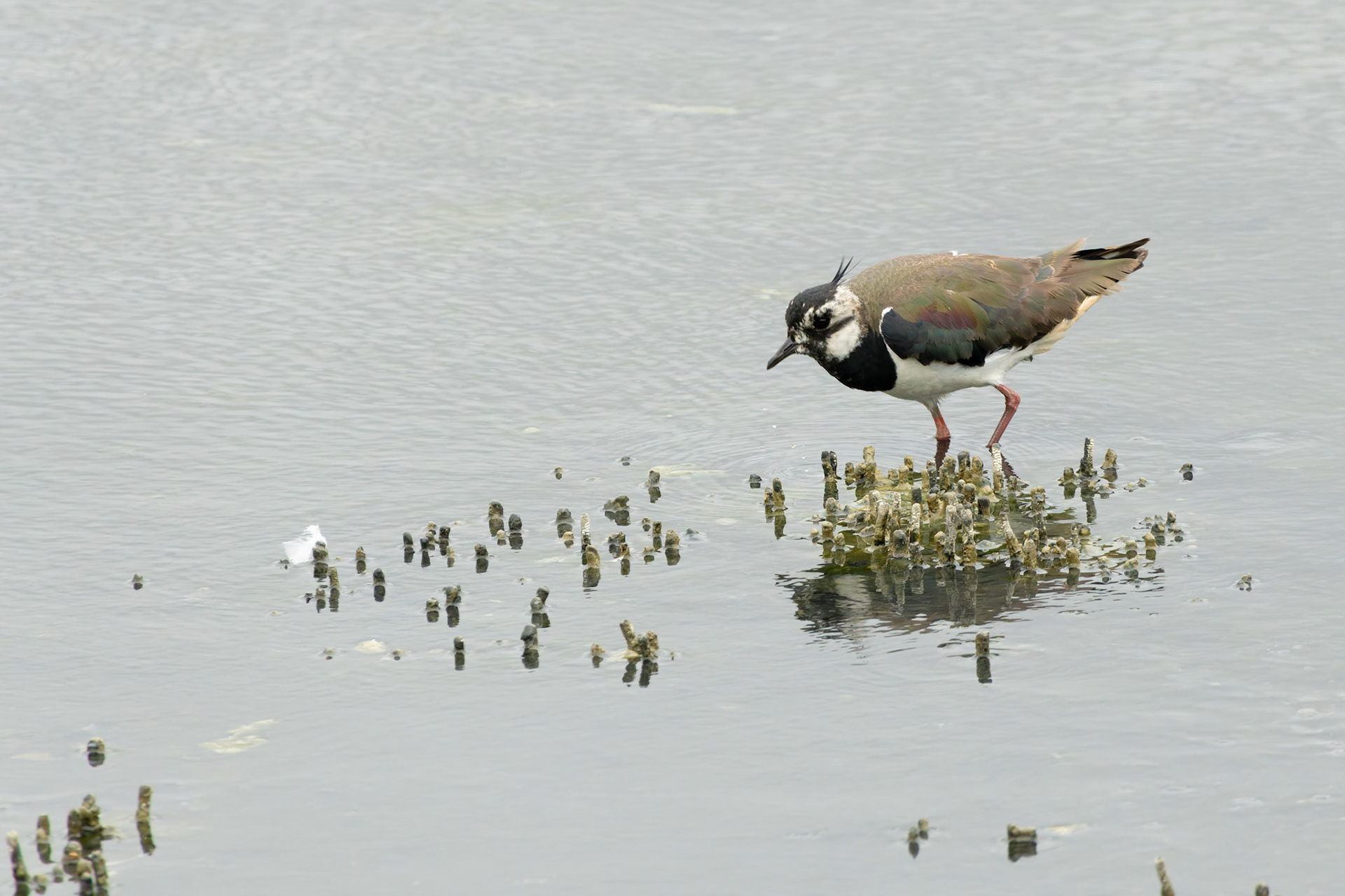 Lapwing