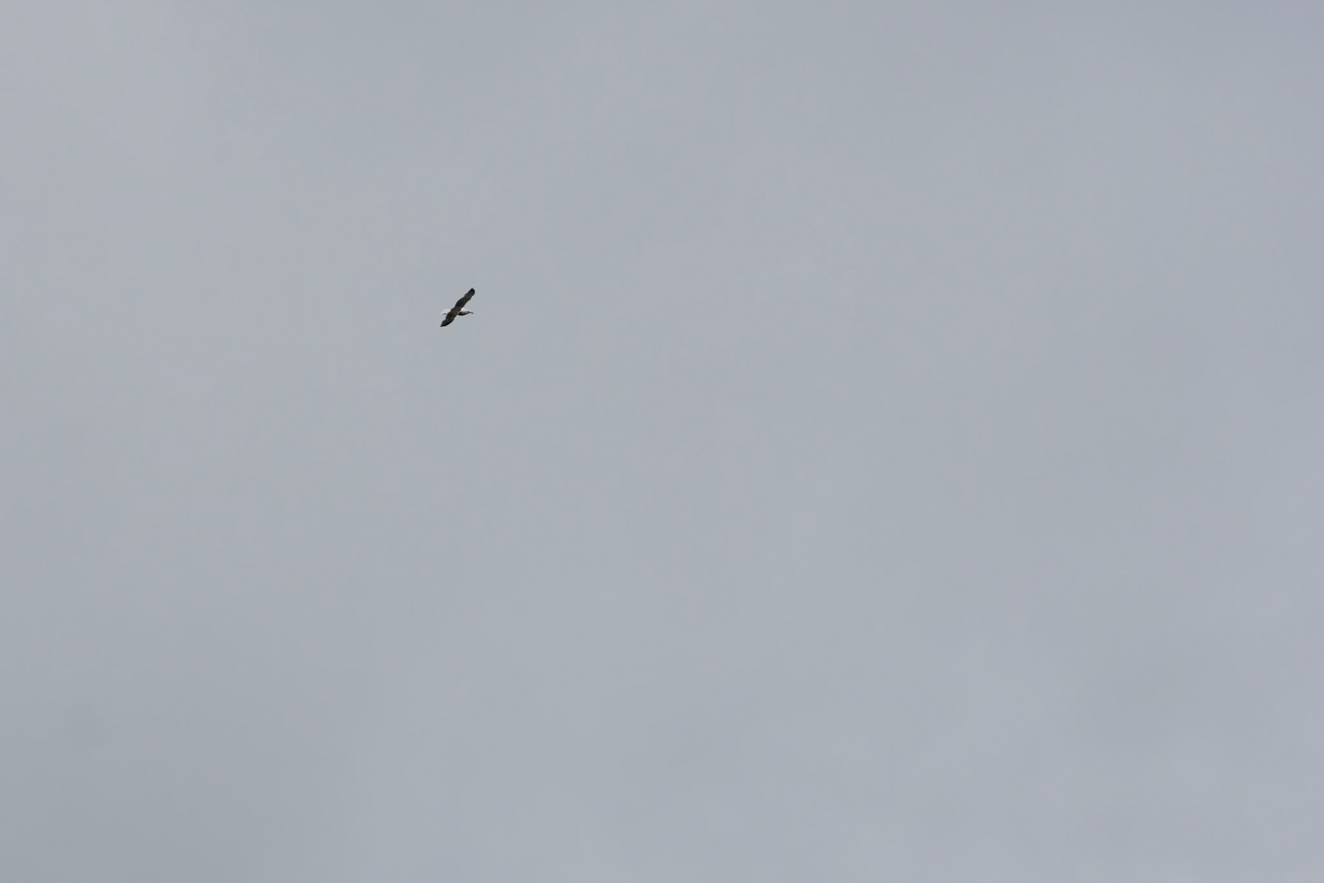 Great Black-backed Gull