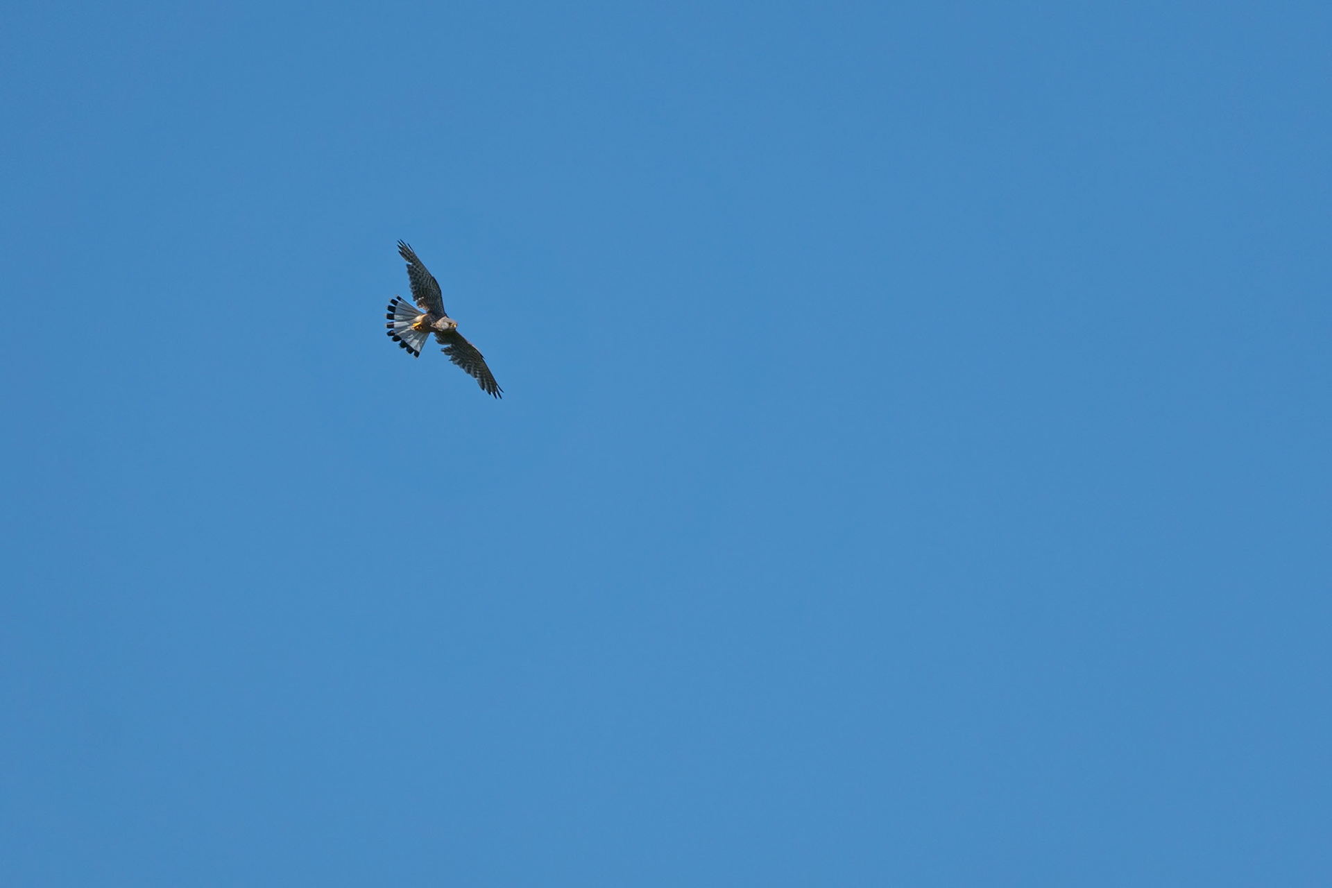 Kestrel