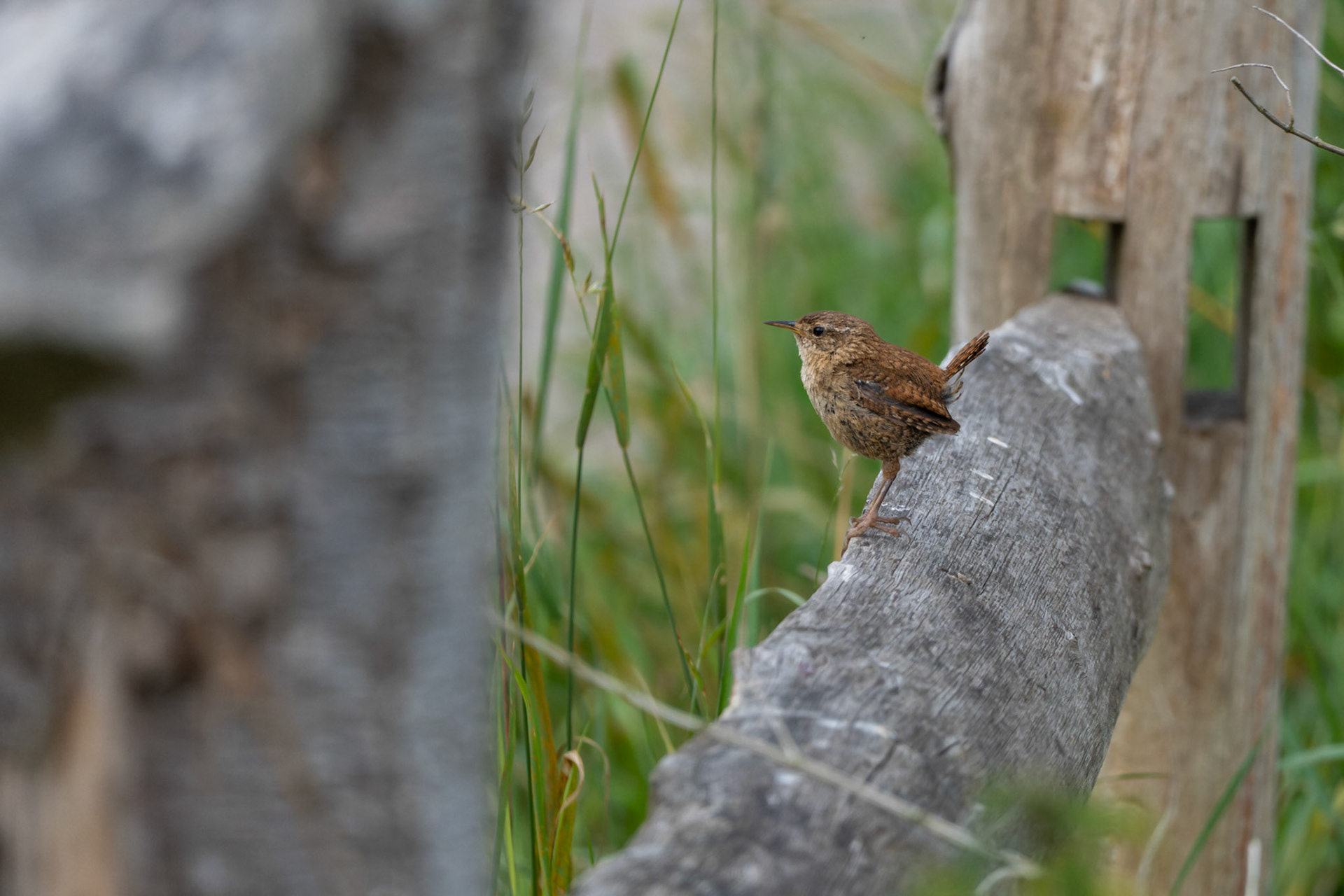 Wren
