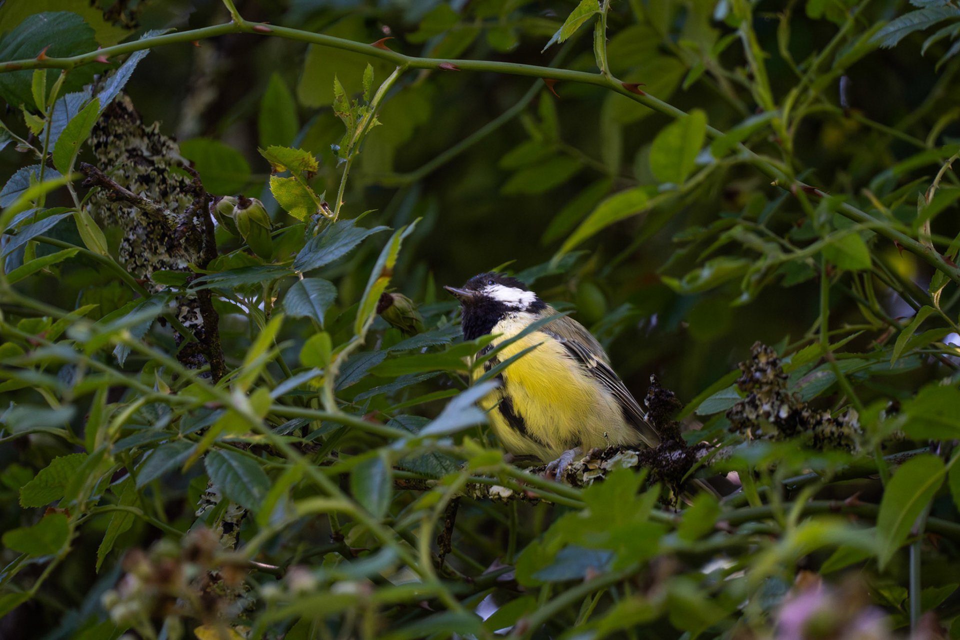 Great Tit