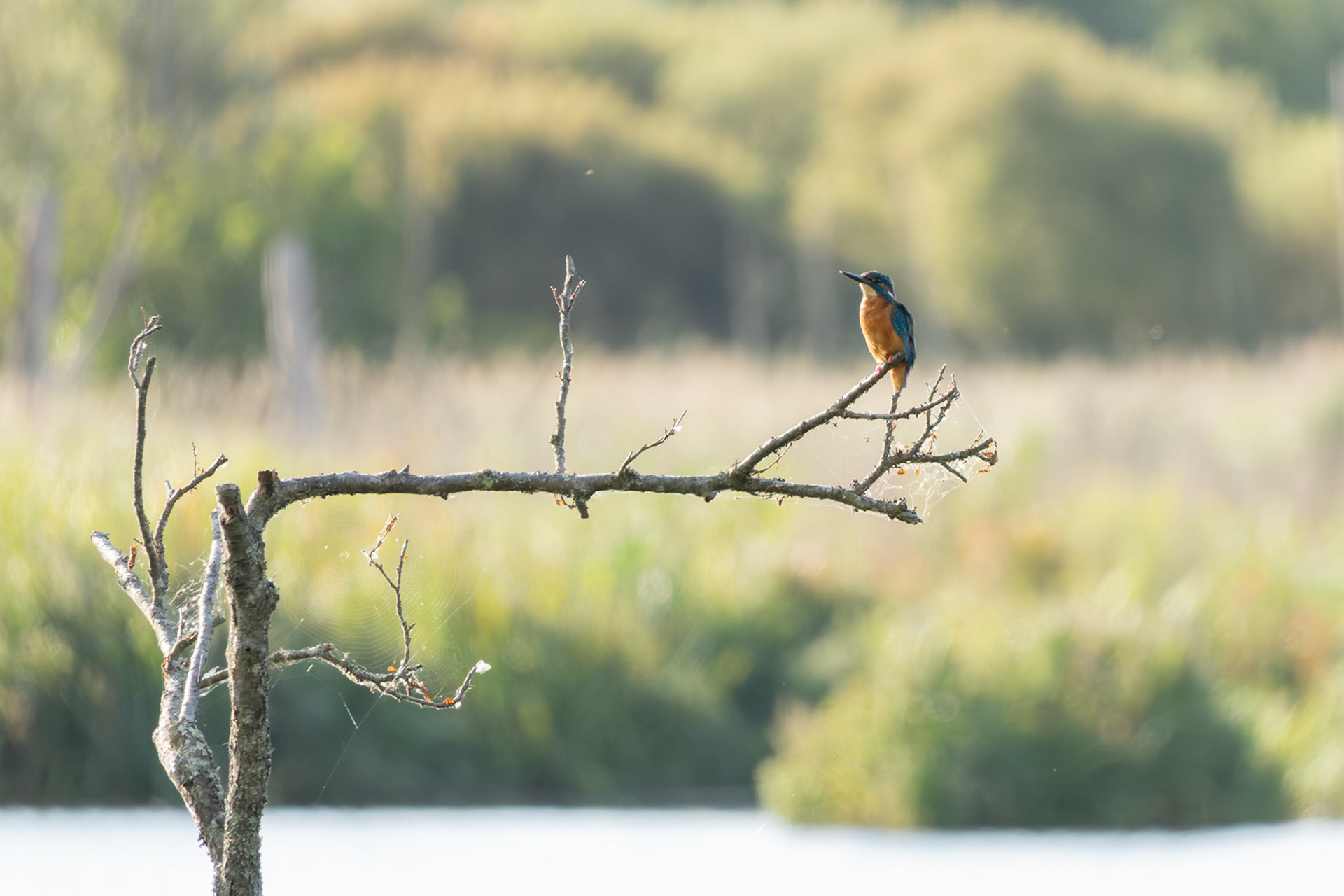 Kingfisher