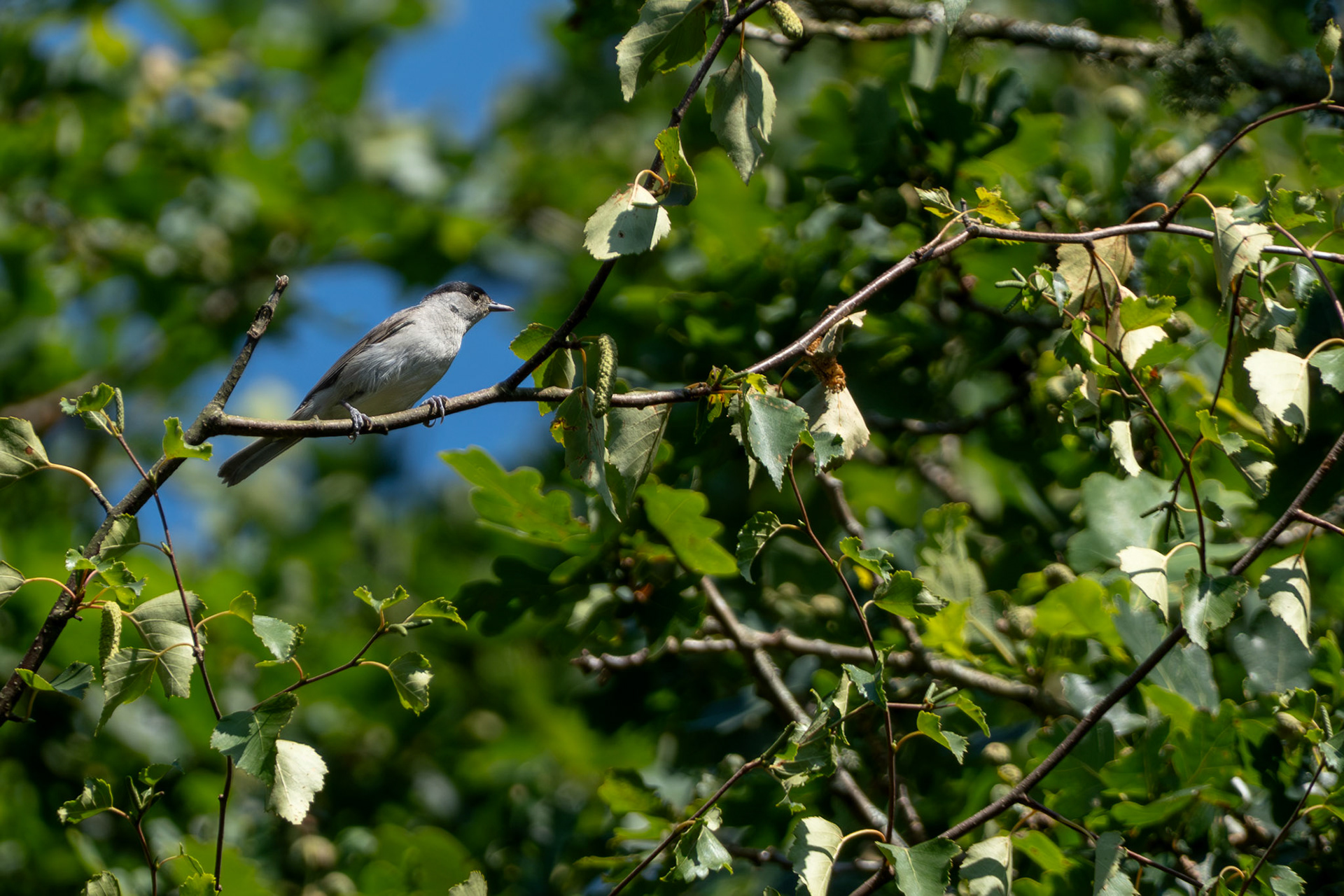 Blackcap