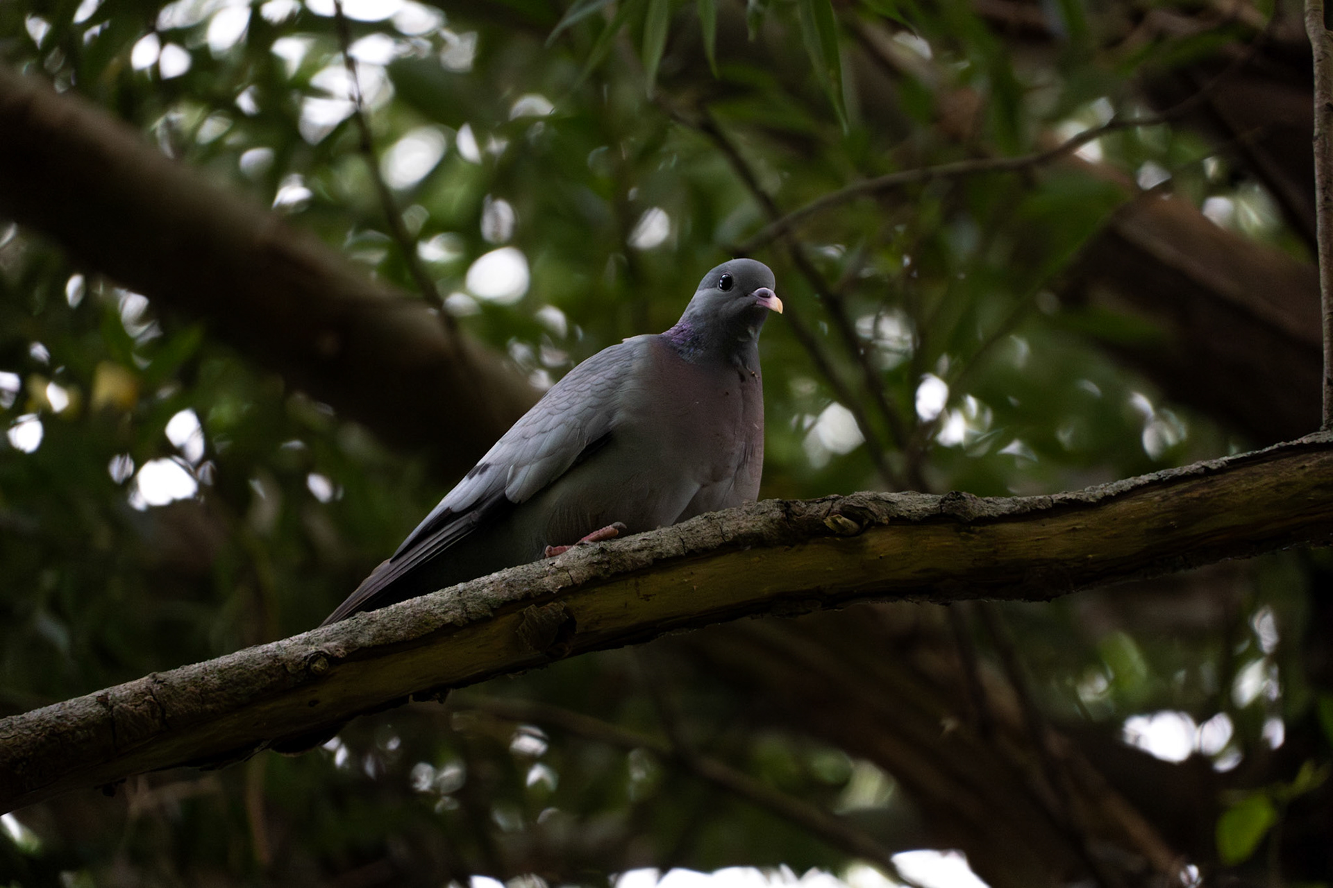 Stock Dove