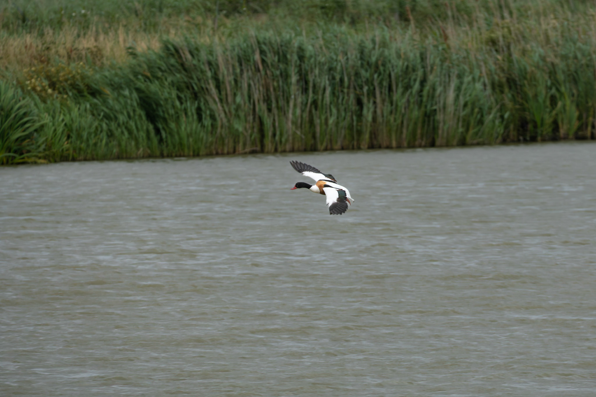 Shelduck