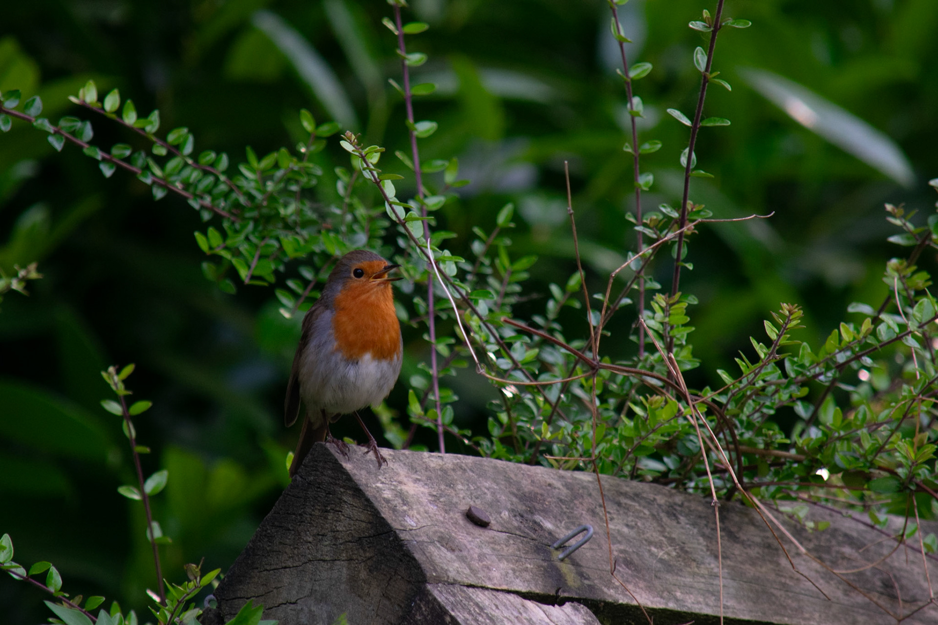 Robin