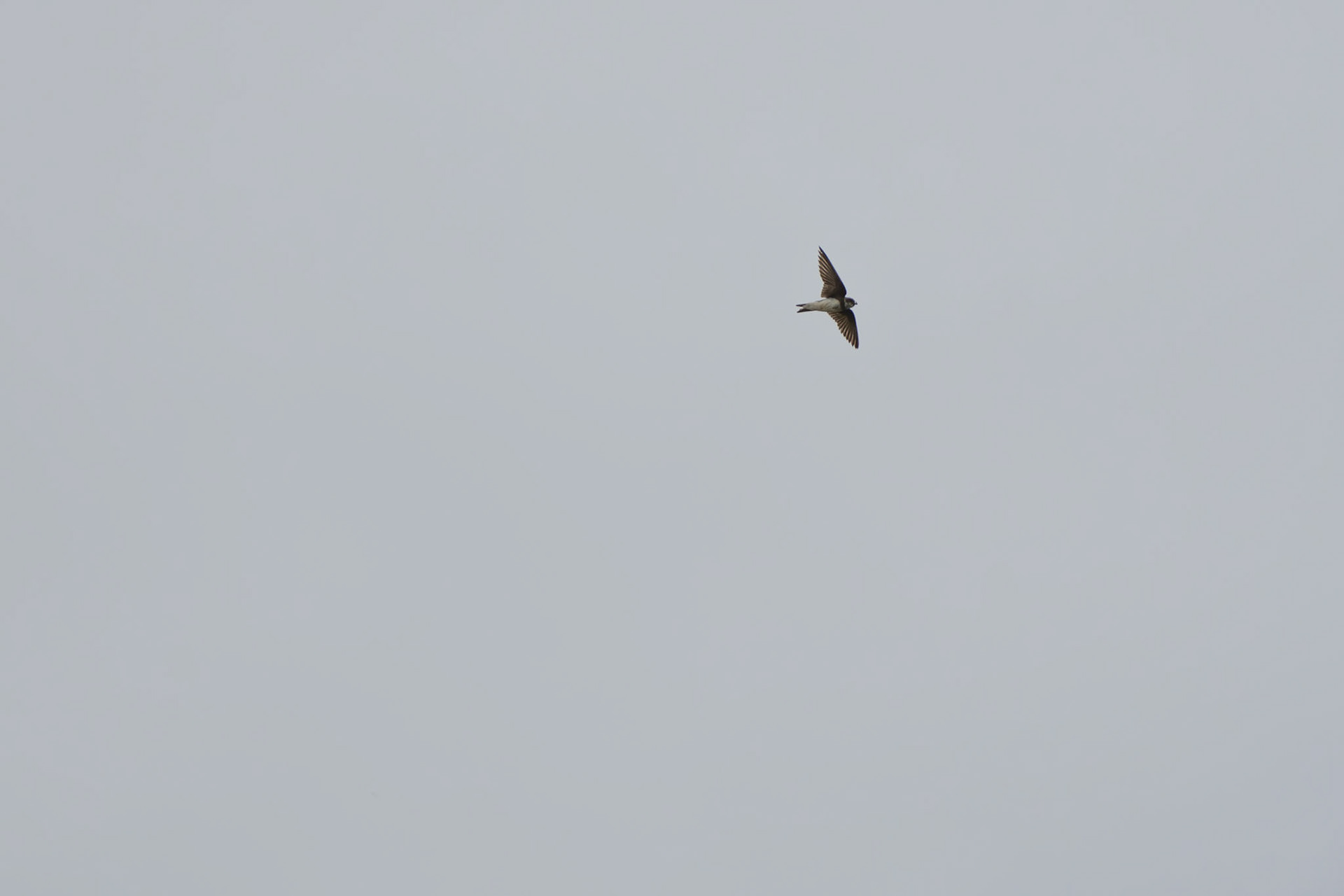Sand Martin