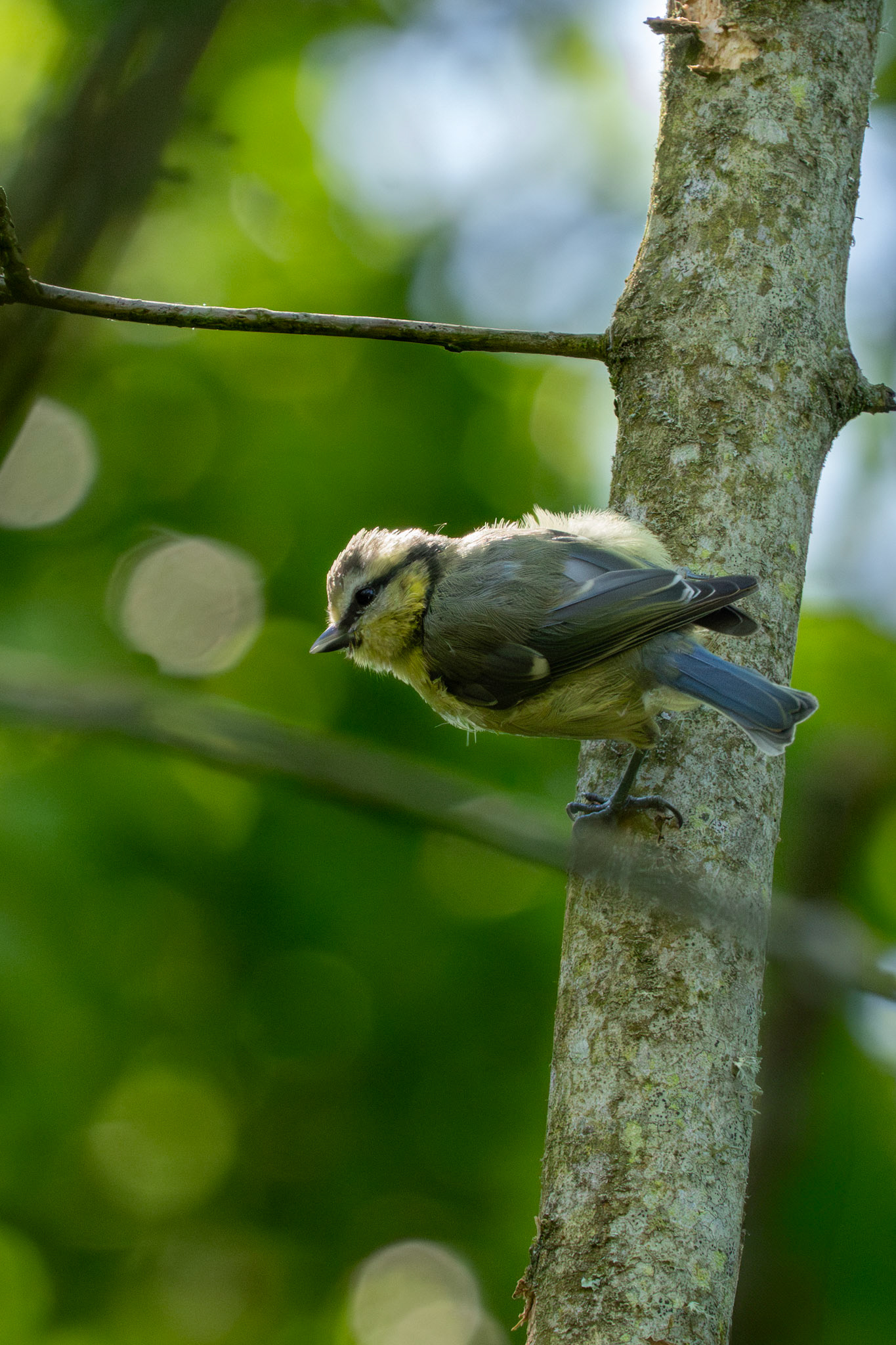 Blue Tit