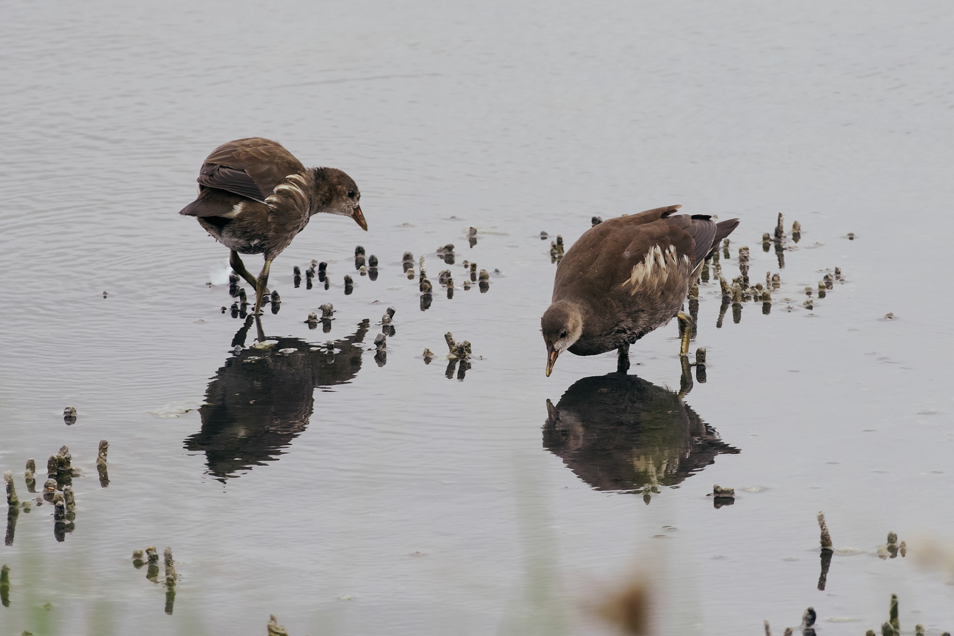 Moorhen