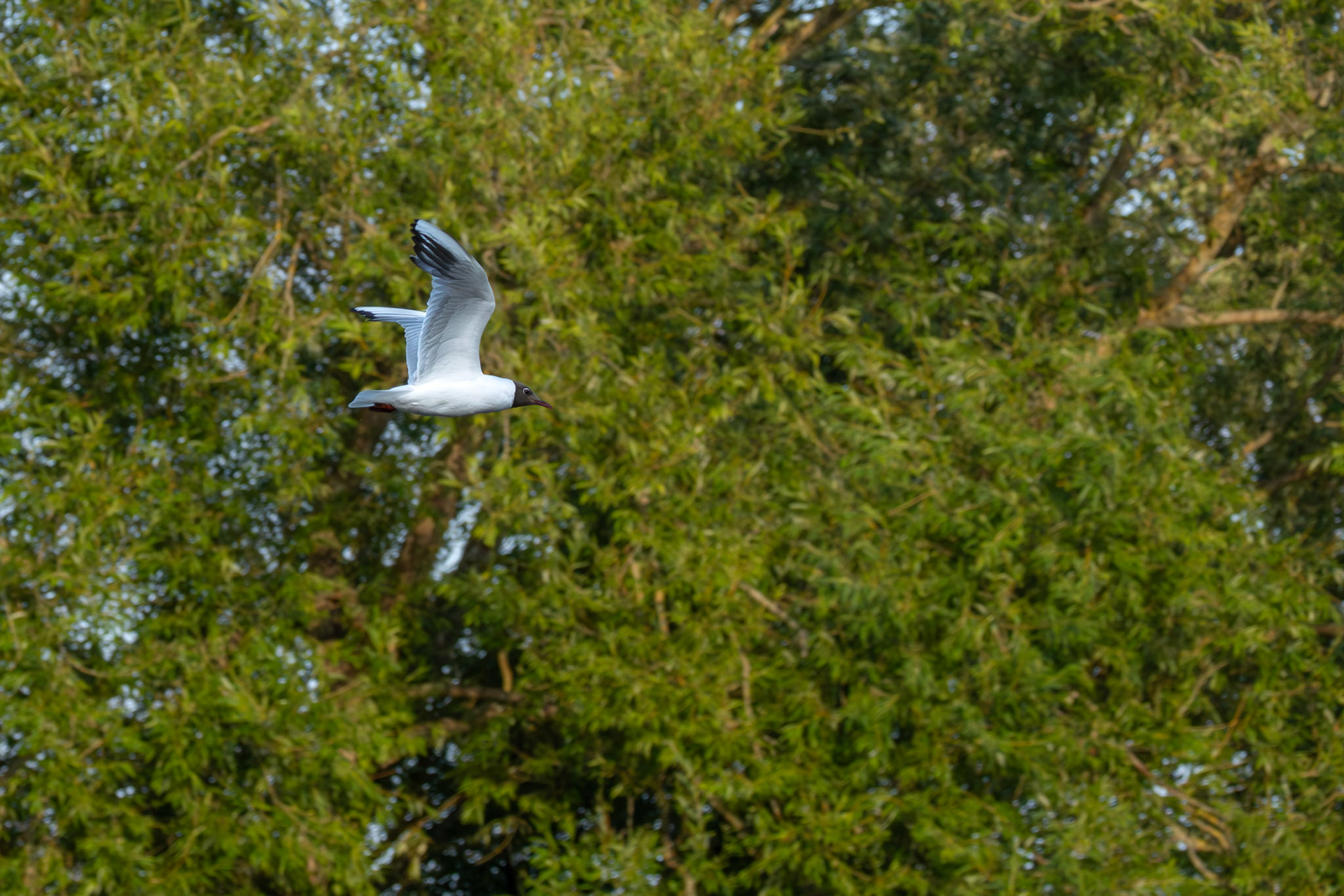 Black-headed Gull