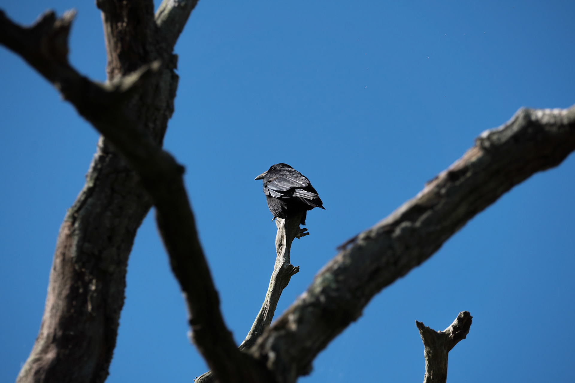 Carrion Crow
