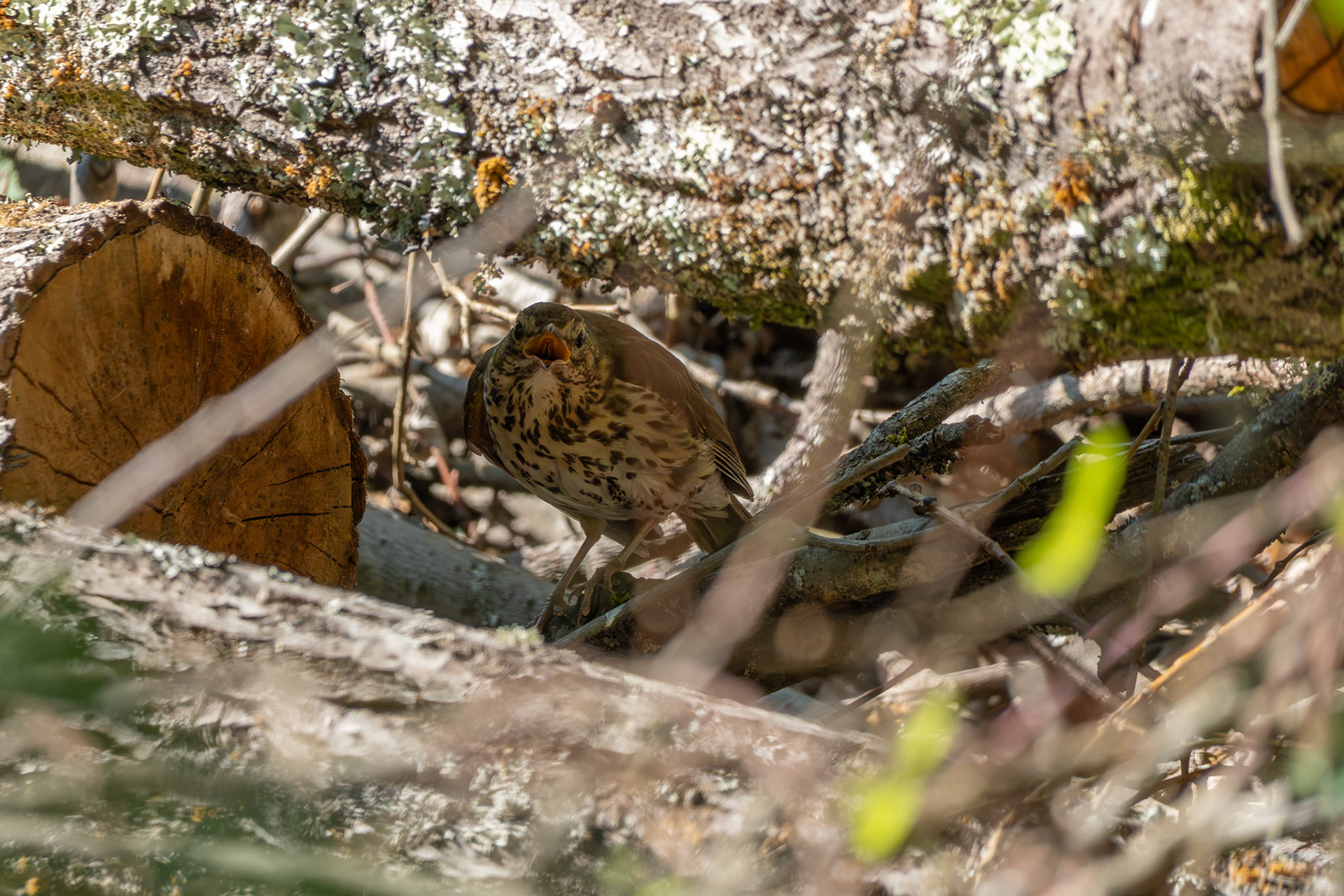Song Thrush
