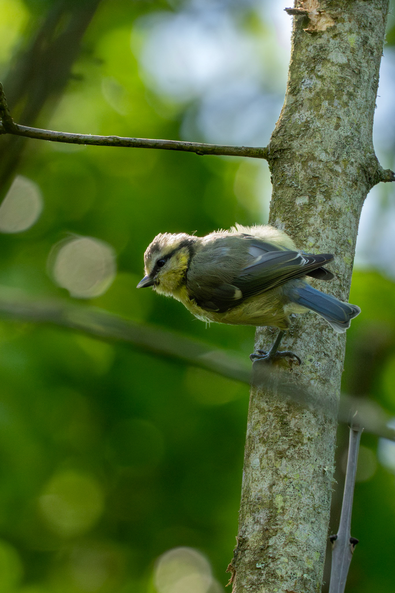 Blue Tit