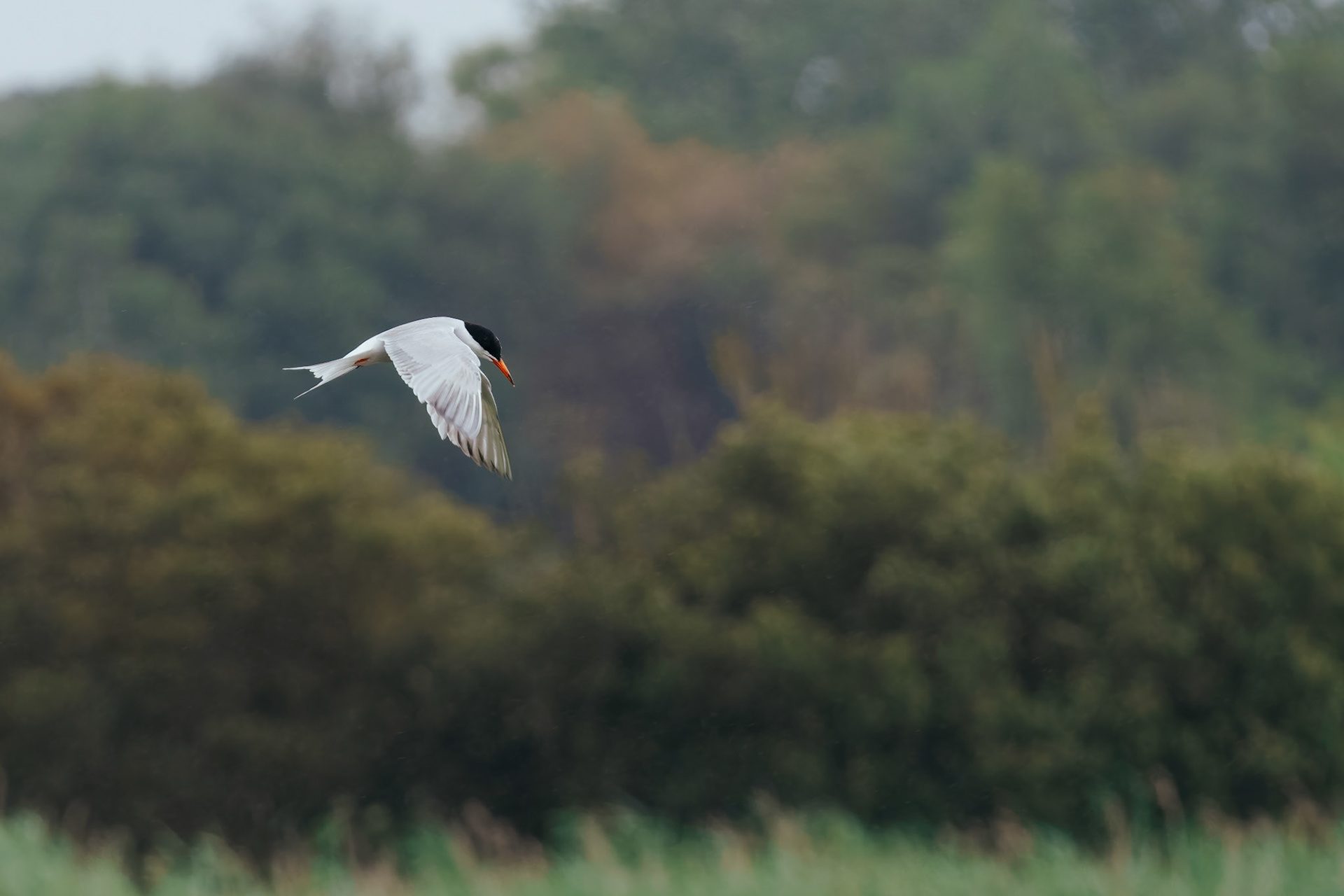 Common Tern