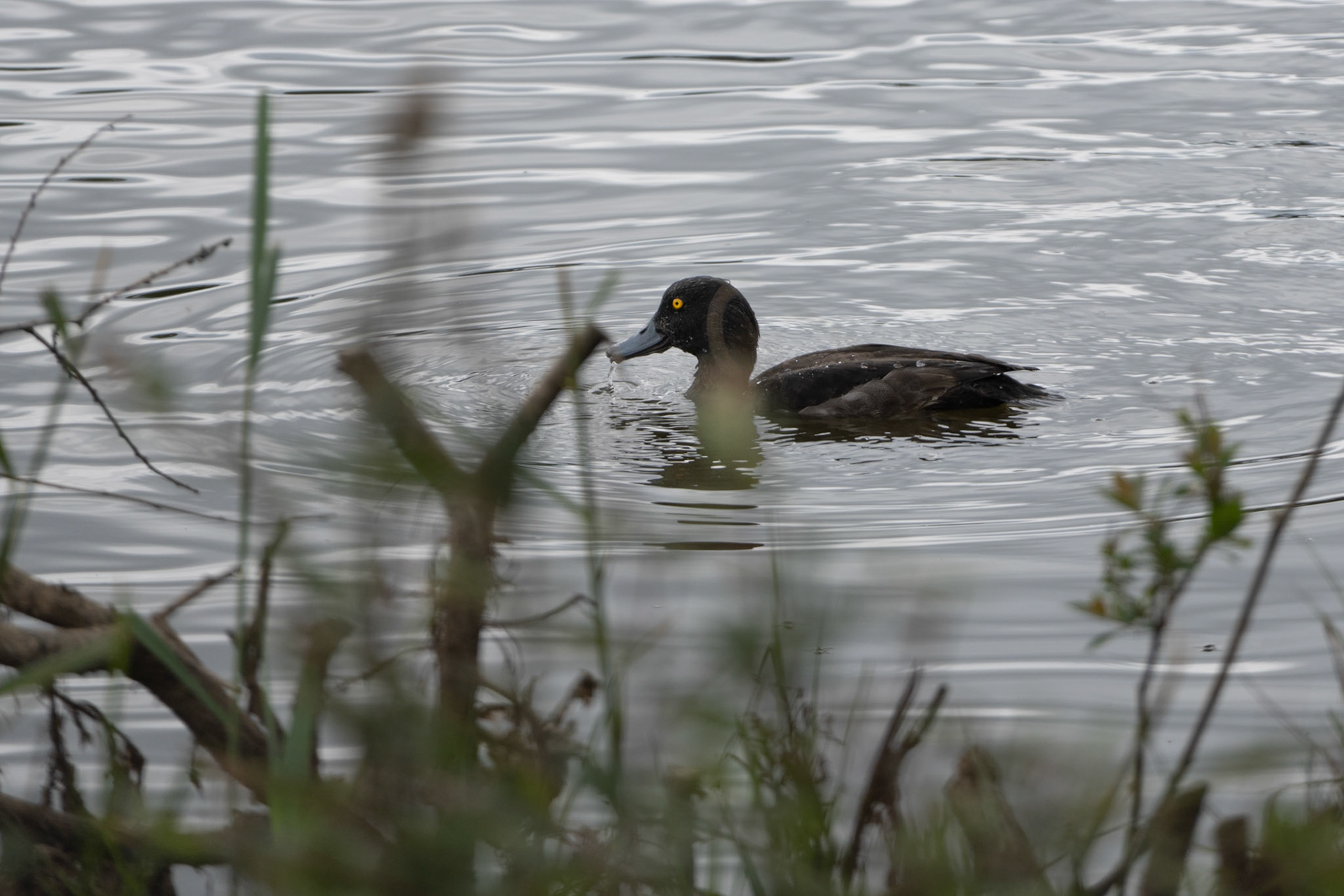 Tufted Duck