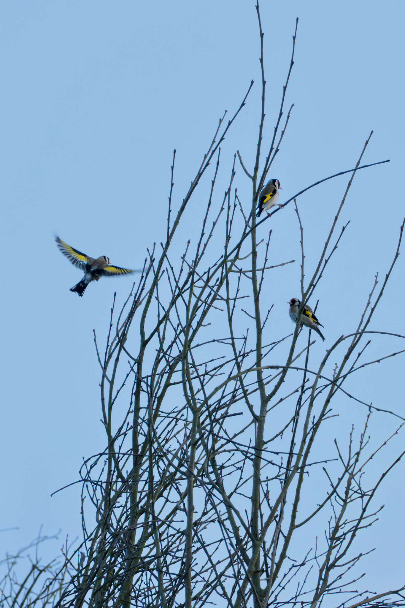 Goldfinch