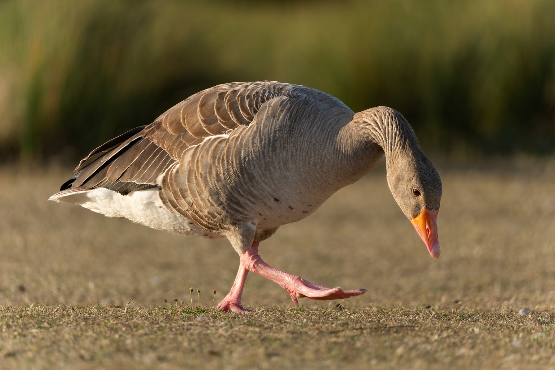 Greylag Goose