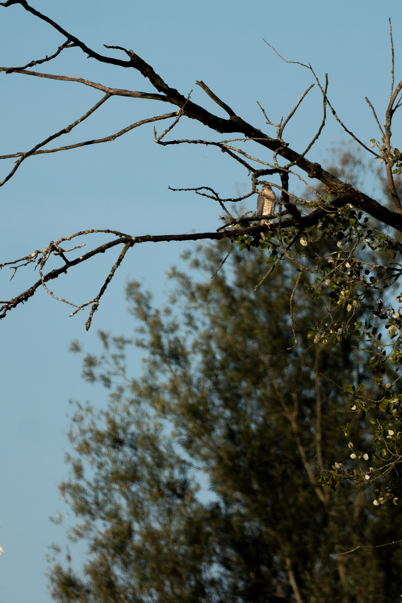 Sparrowhawk